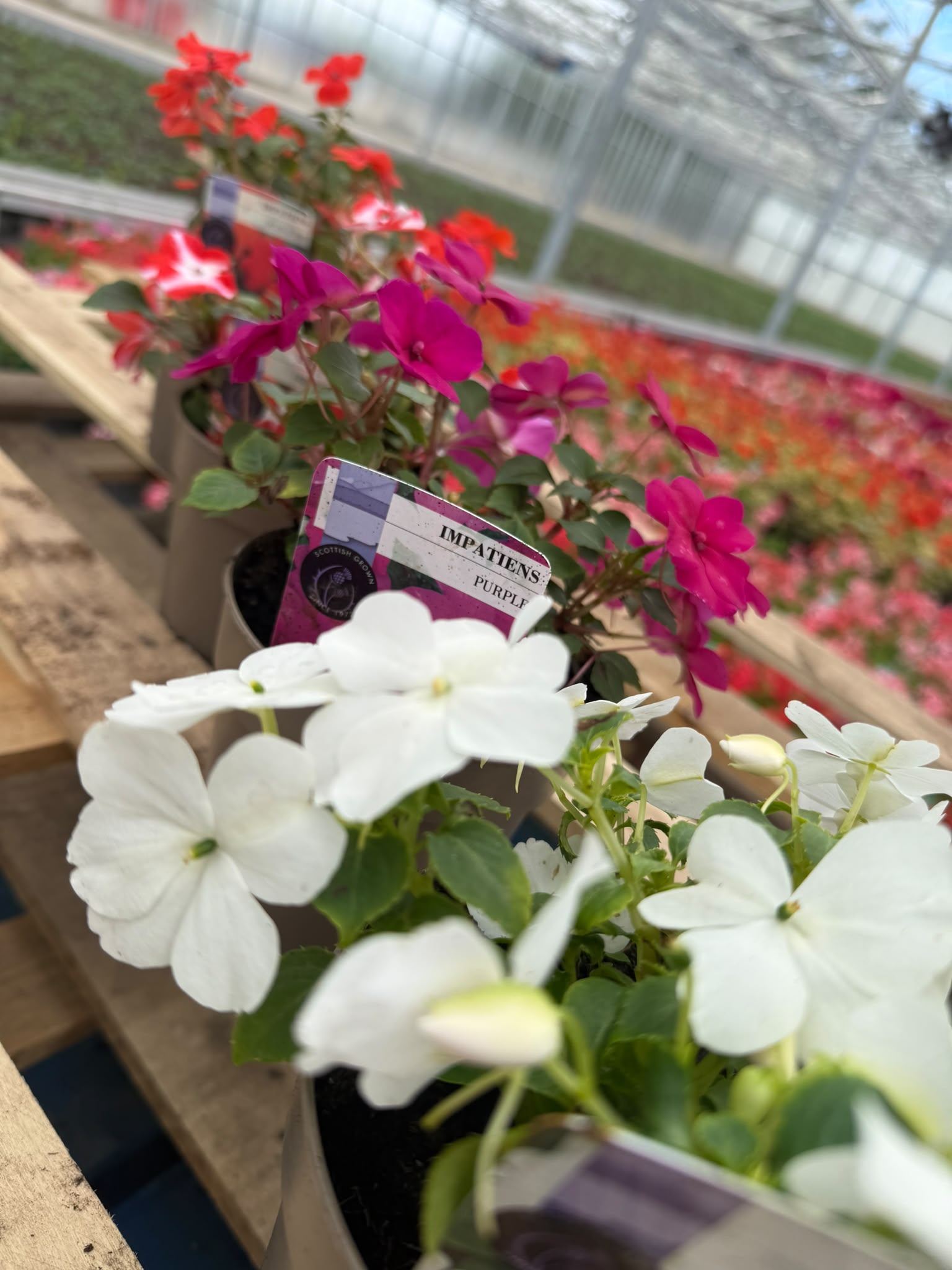 Picture of Impatiens