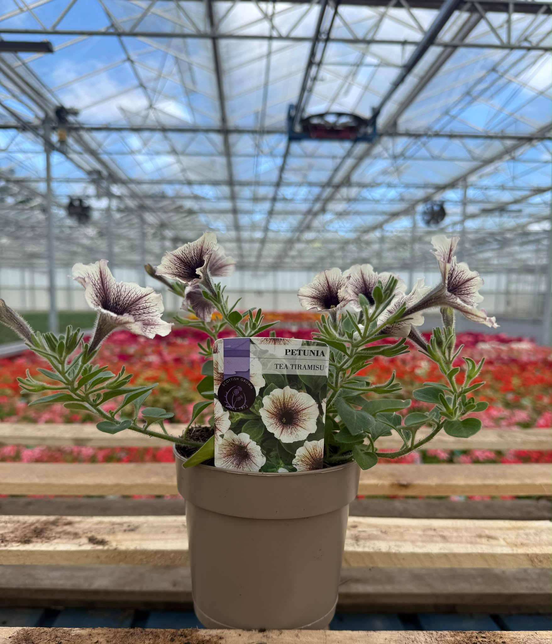 Picture of Petunia Tea Tiramisu