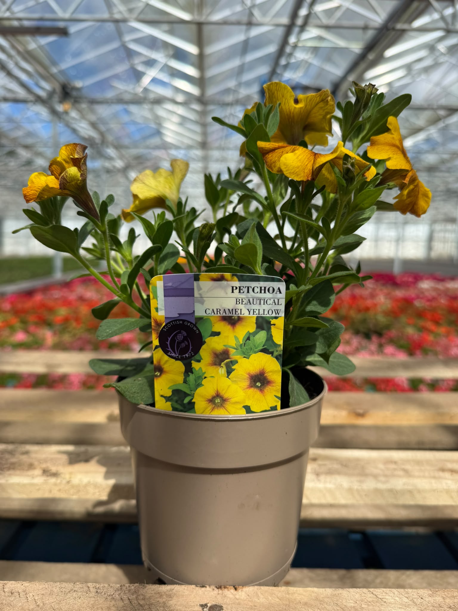 Picture of Petchoa Beautical Caramel Yellow