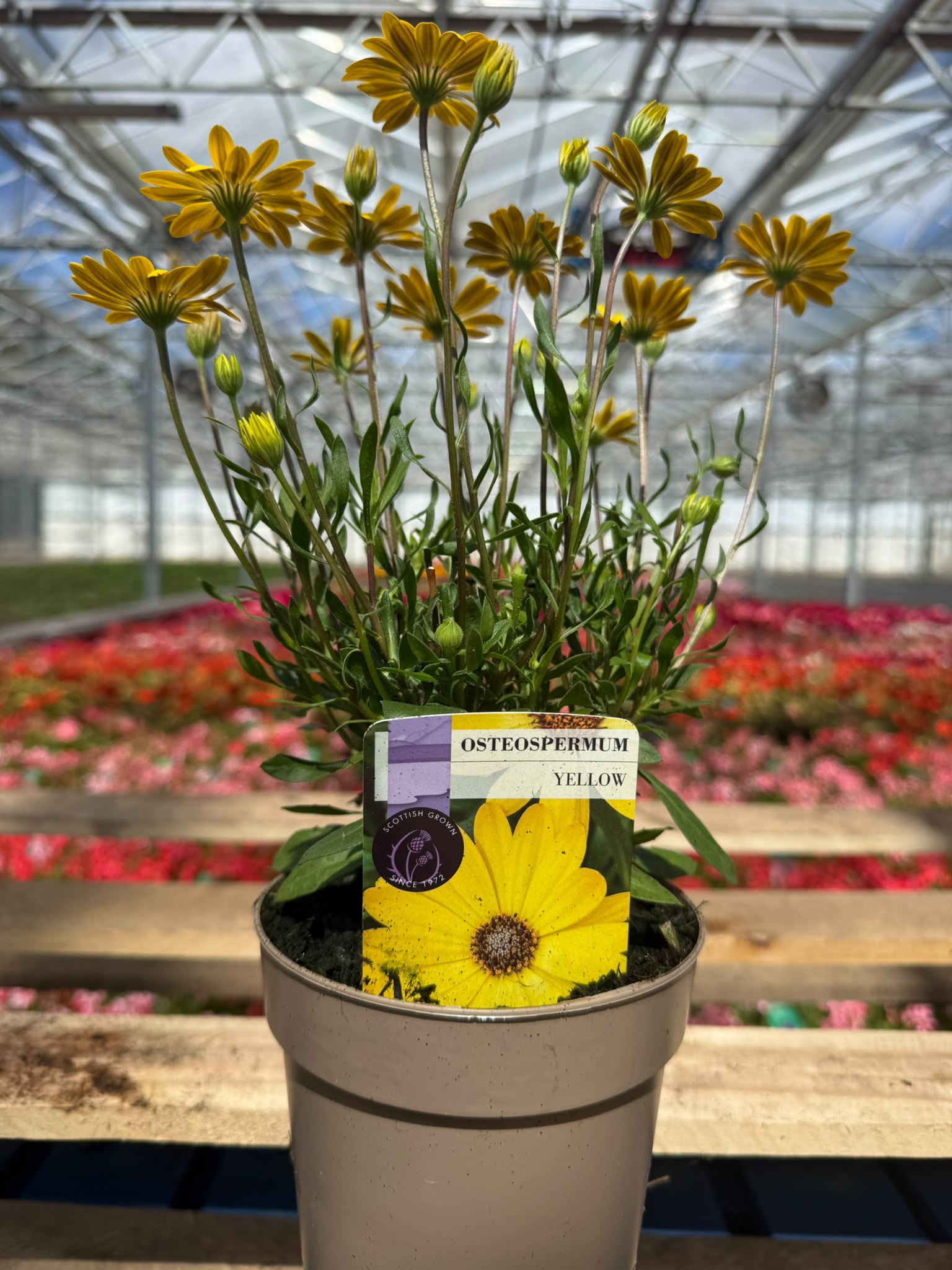 Picture of Osteospermum Yellow