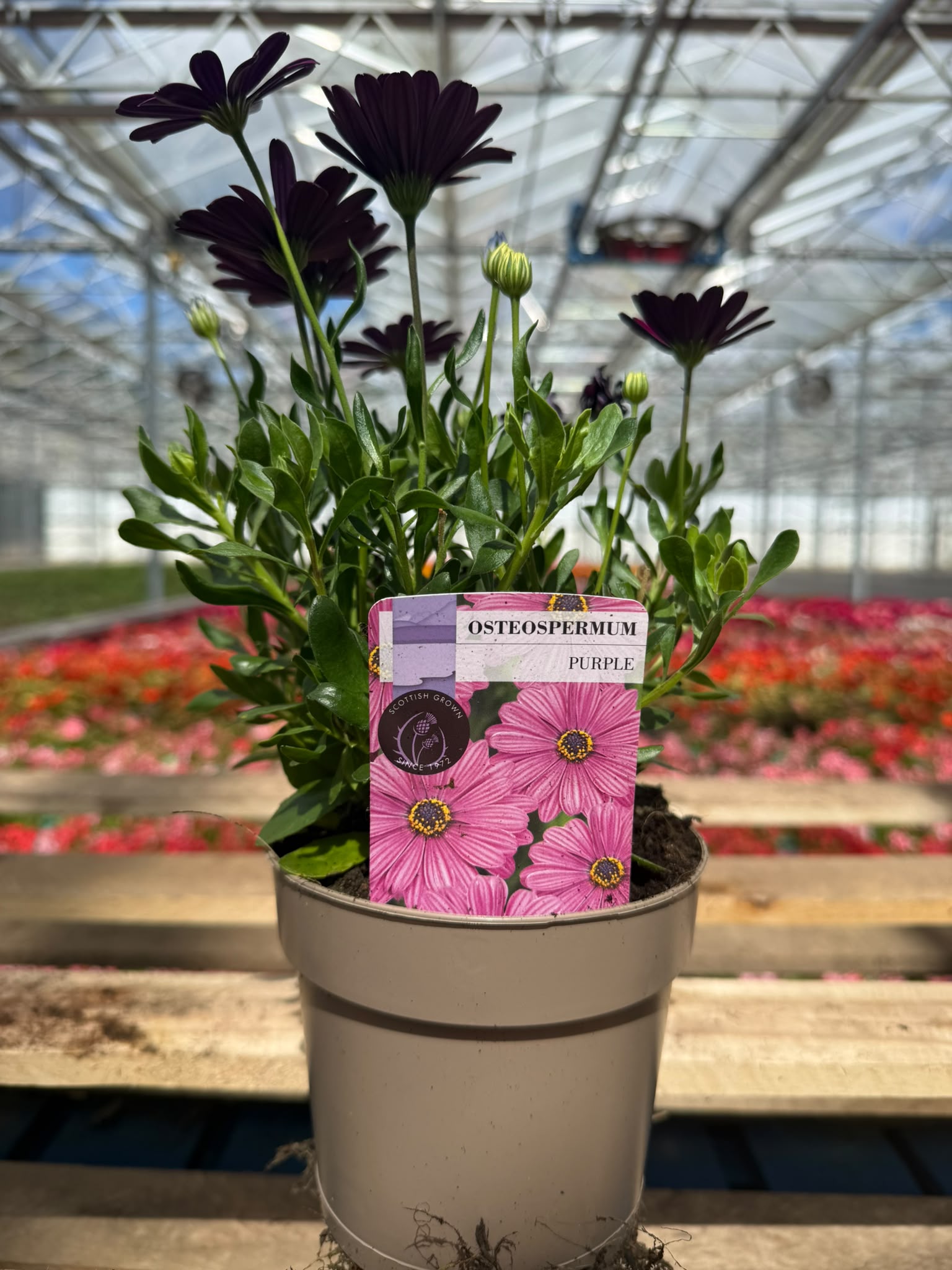 Picture of Osteospermum Purple