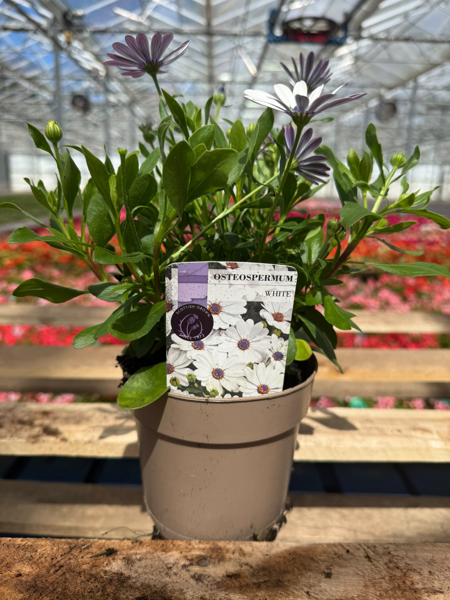 Picture of Osteospermum White