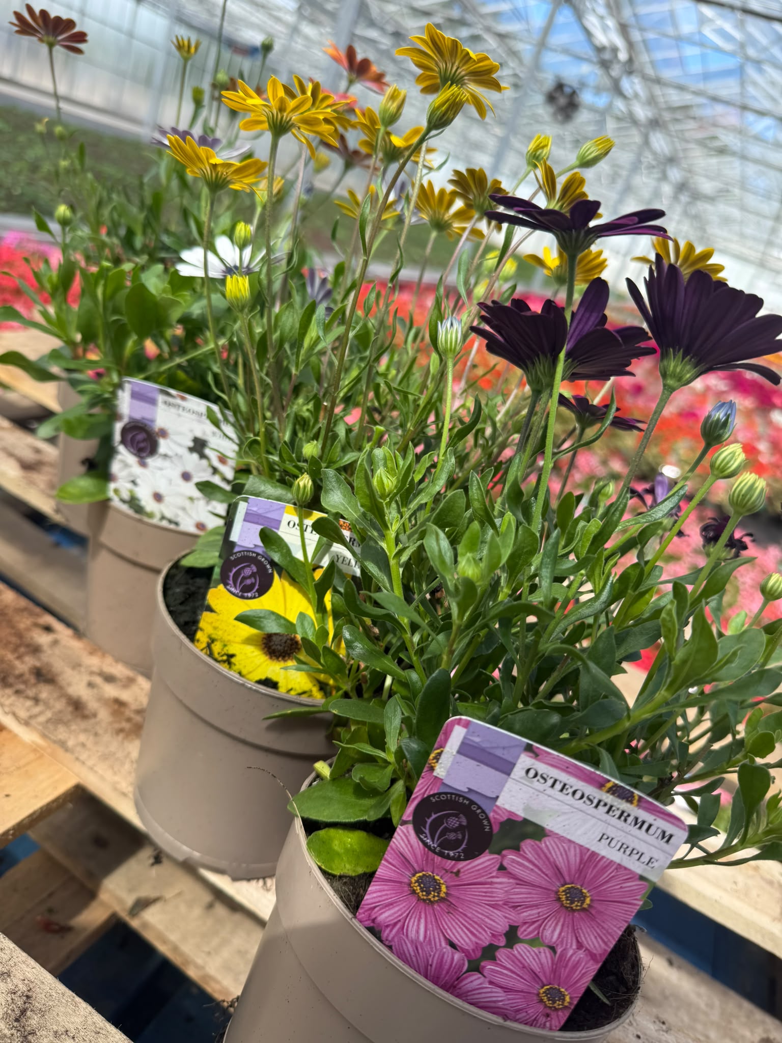 Picture of Osteospermum