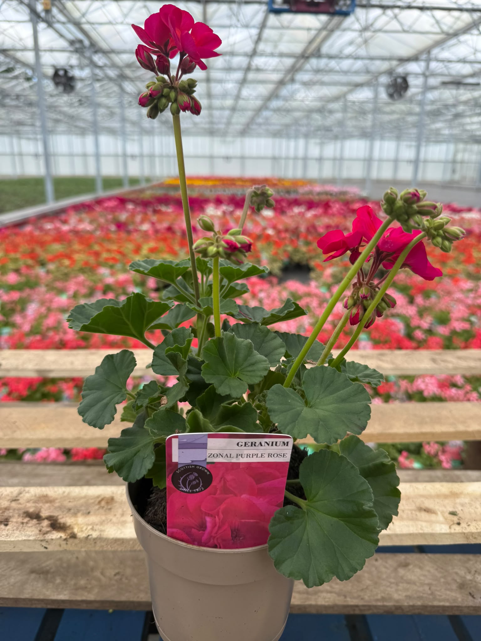 Picture of Geranium Zonal Purple Rose
