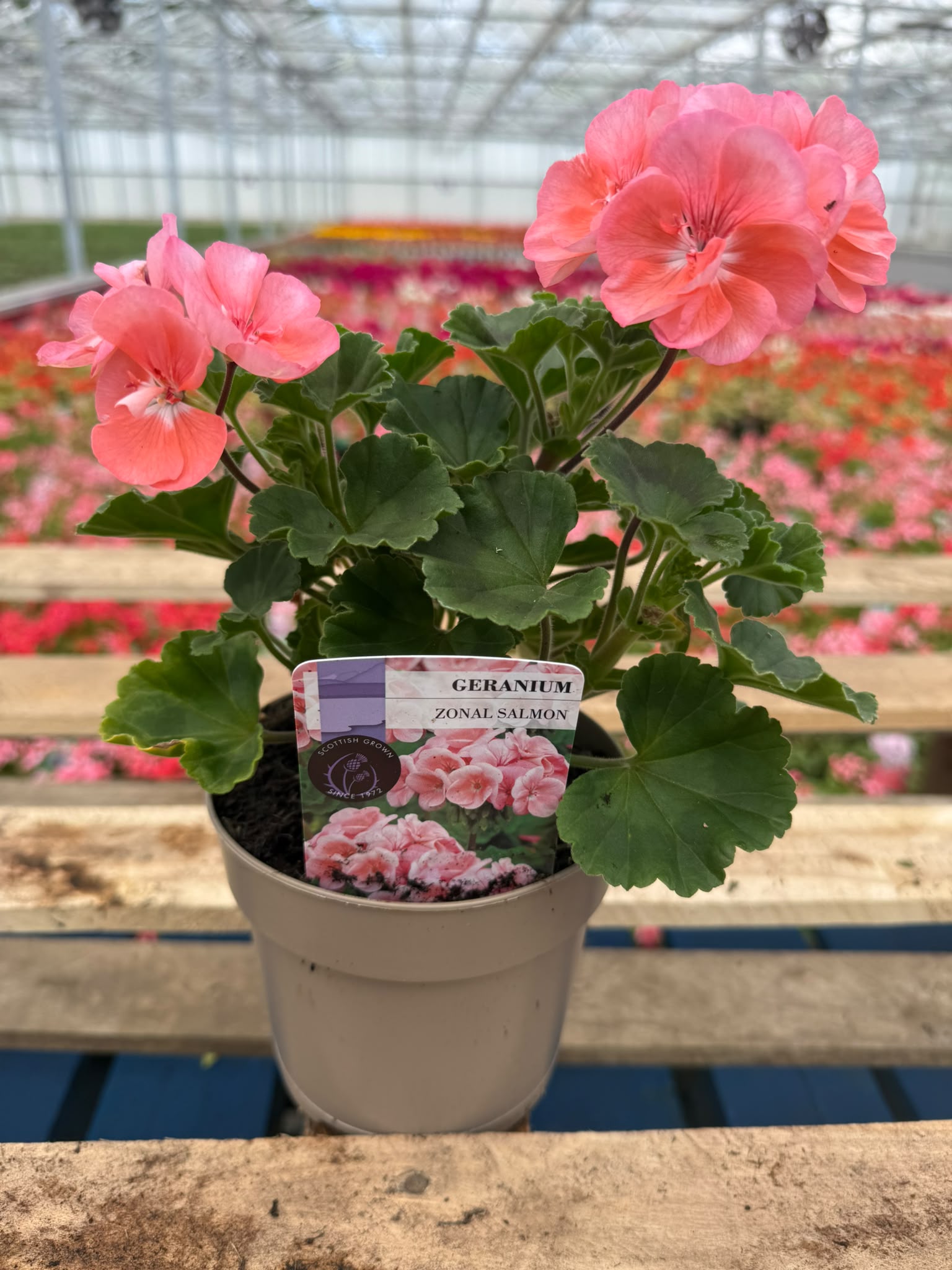 Picture of Geranium Zonal Salmon