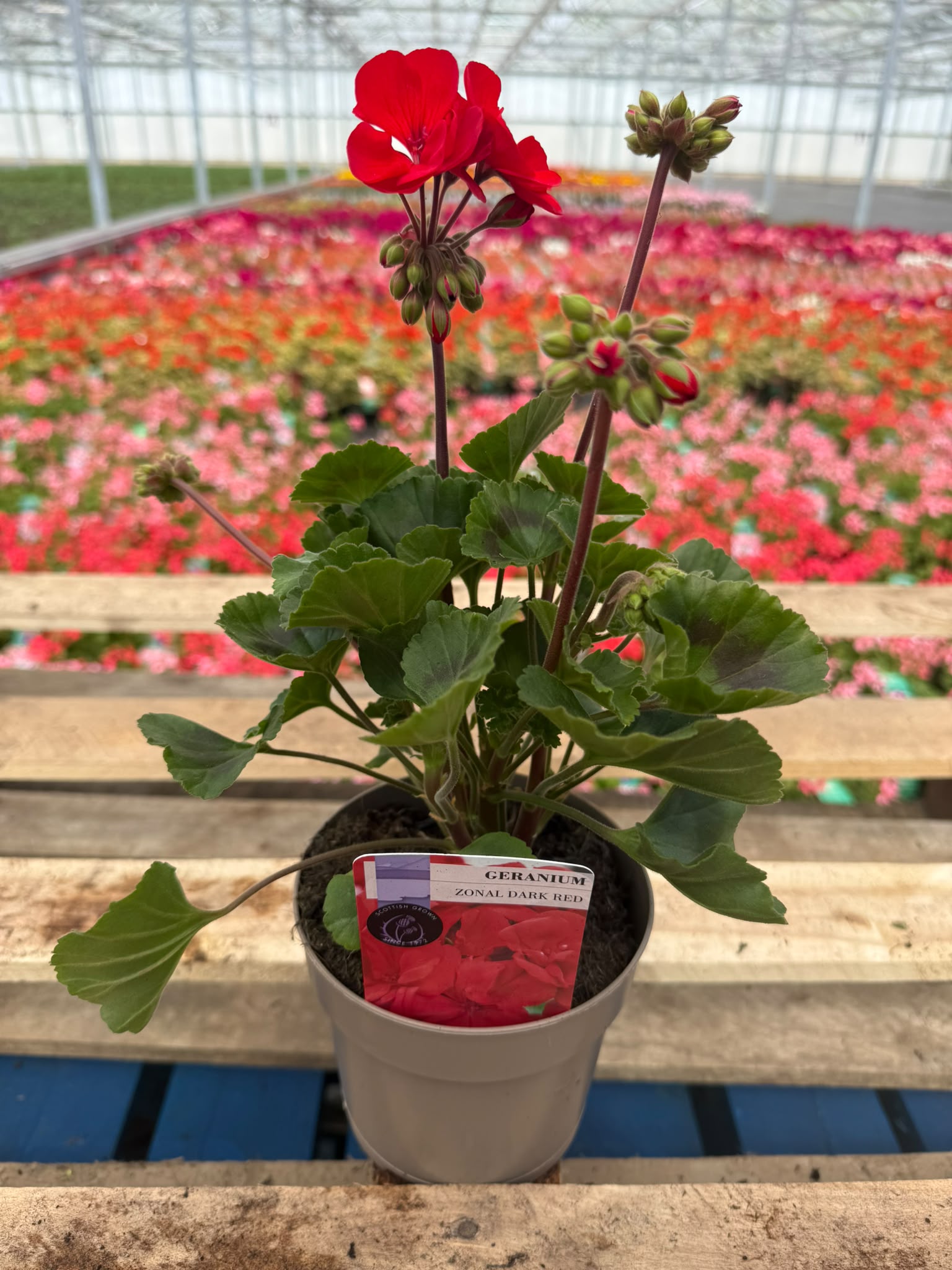 Picture of Geranium Zonal Dark Red