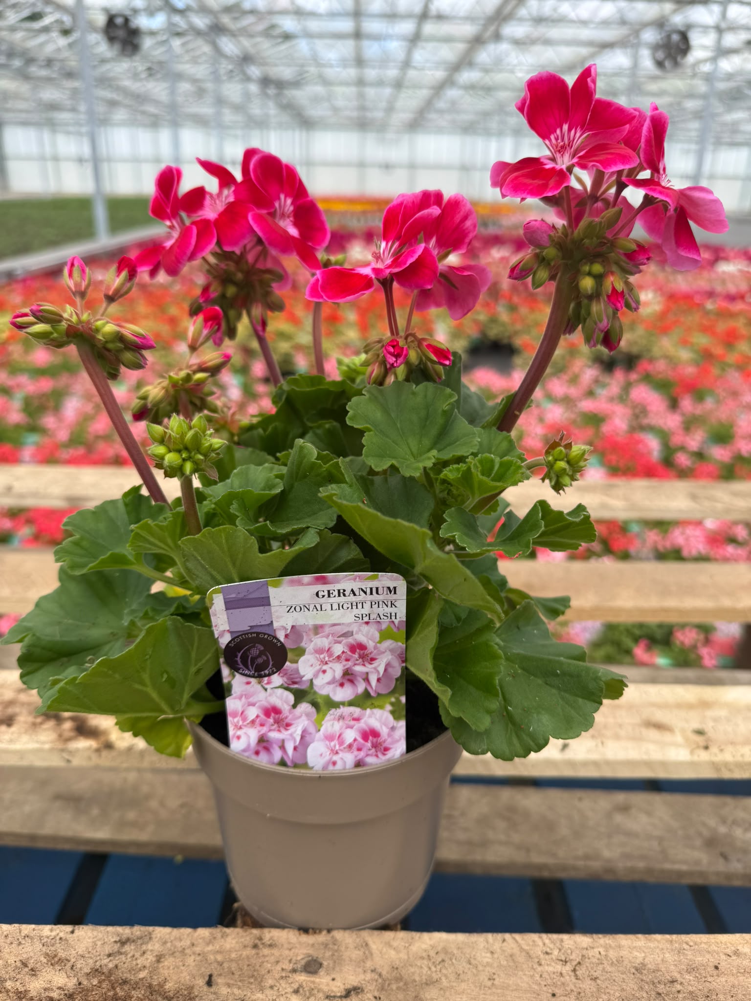 Picture of Geranium Zonal Light Pink Splash