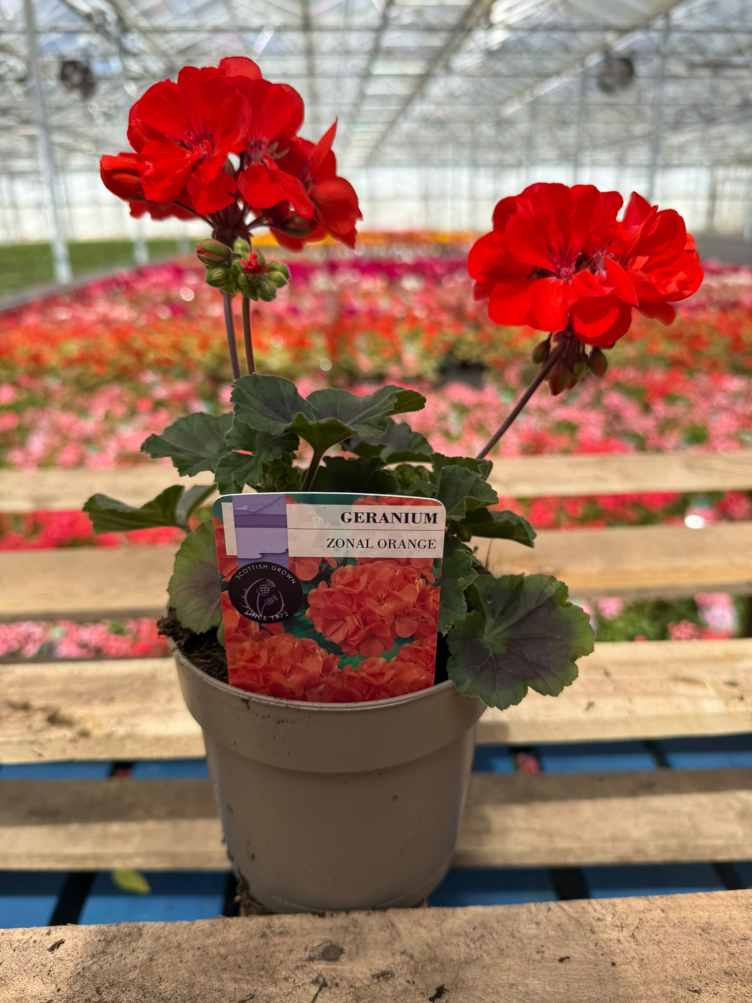 Picture of Geranium Zonal Orange