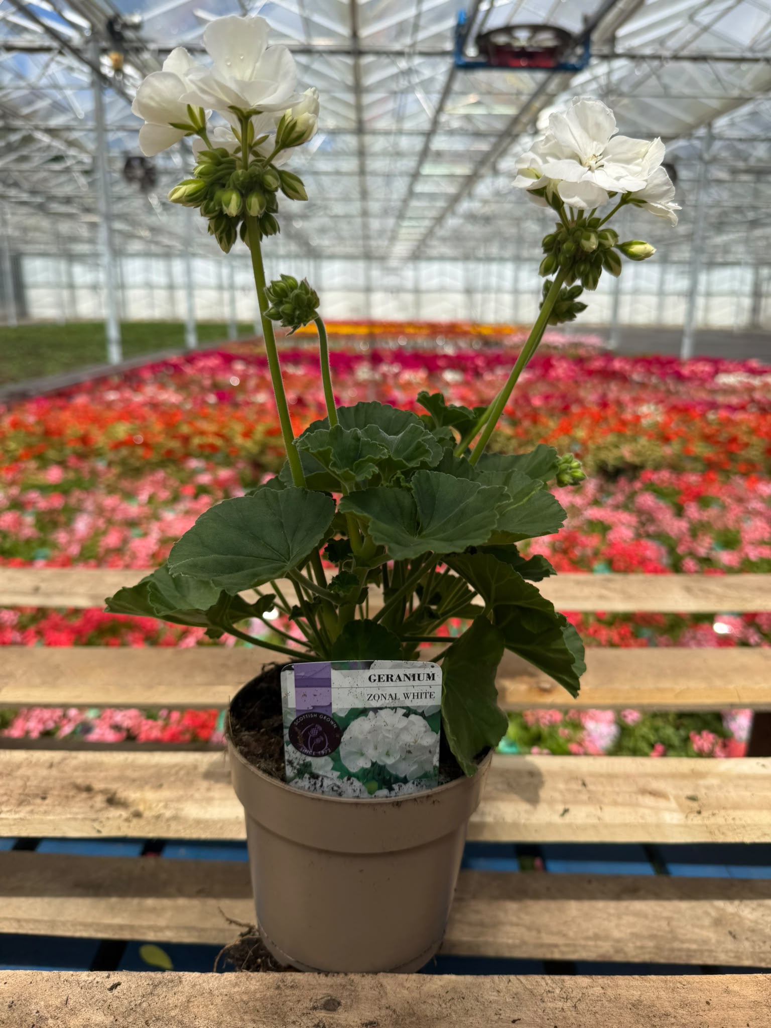 Picture of Geranium Zonal White