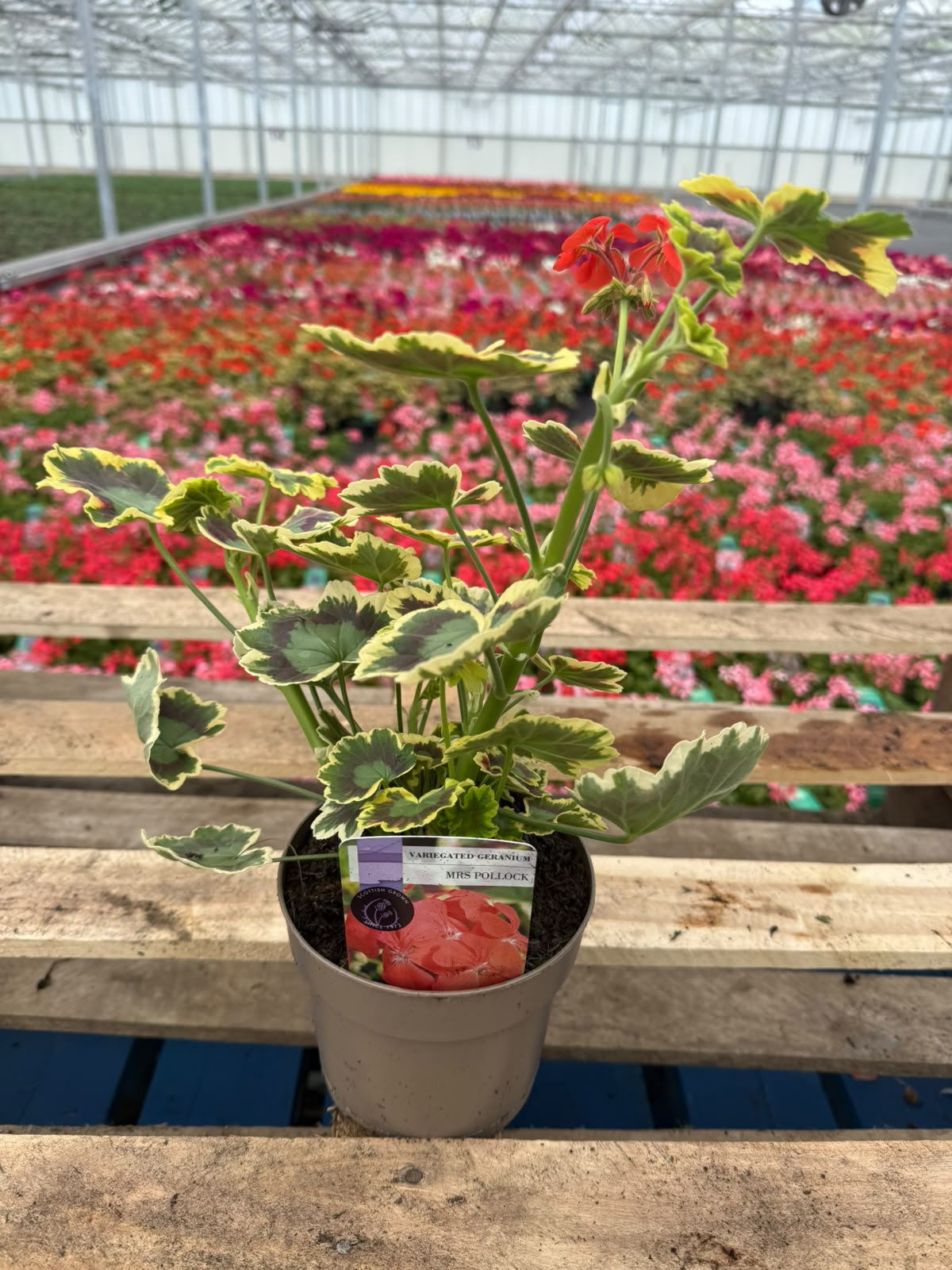 Picture of Geranium Variegated Mrs Pollock