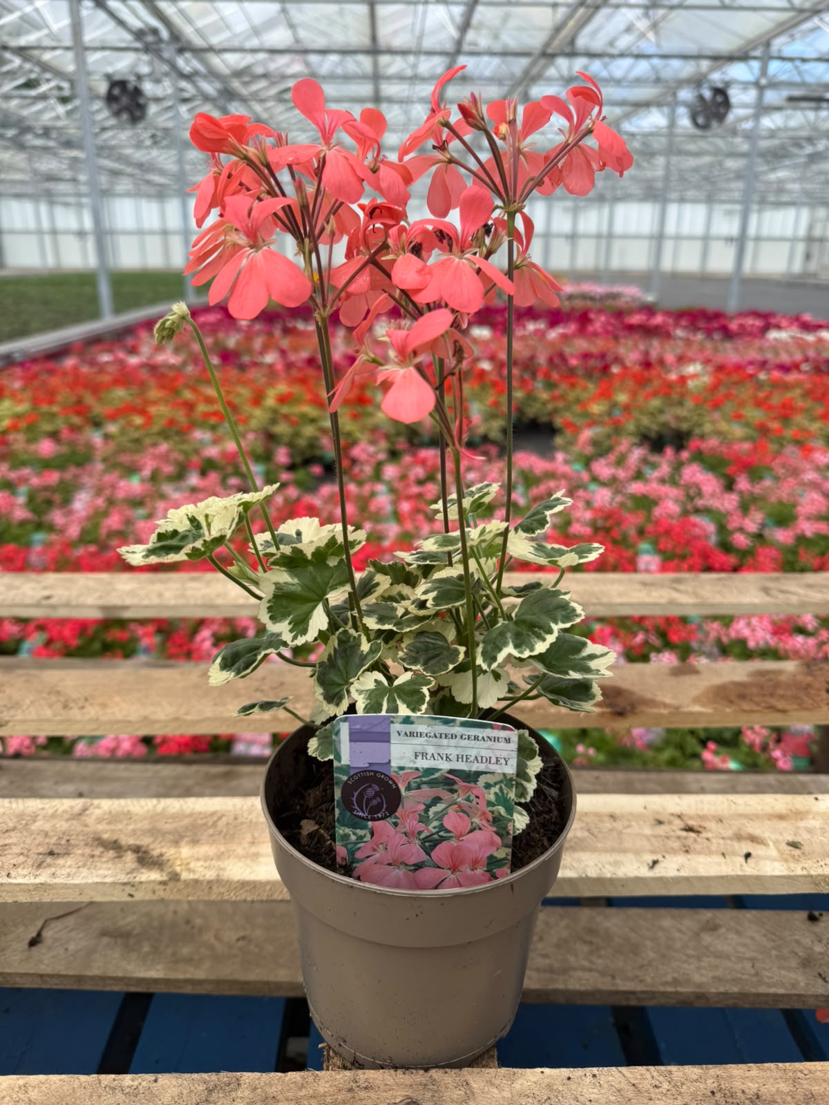 Picture of Geranium Variegated Frank Headley