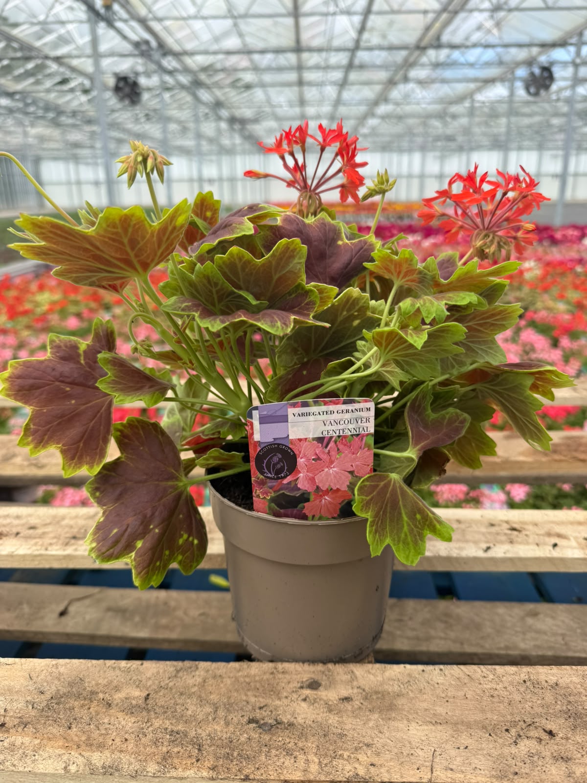 Picture of Geranium Variegated Vancouver Centennial