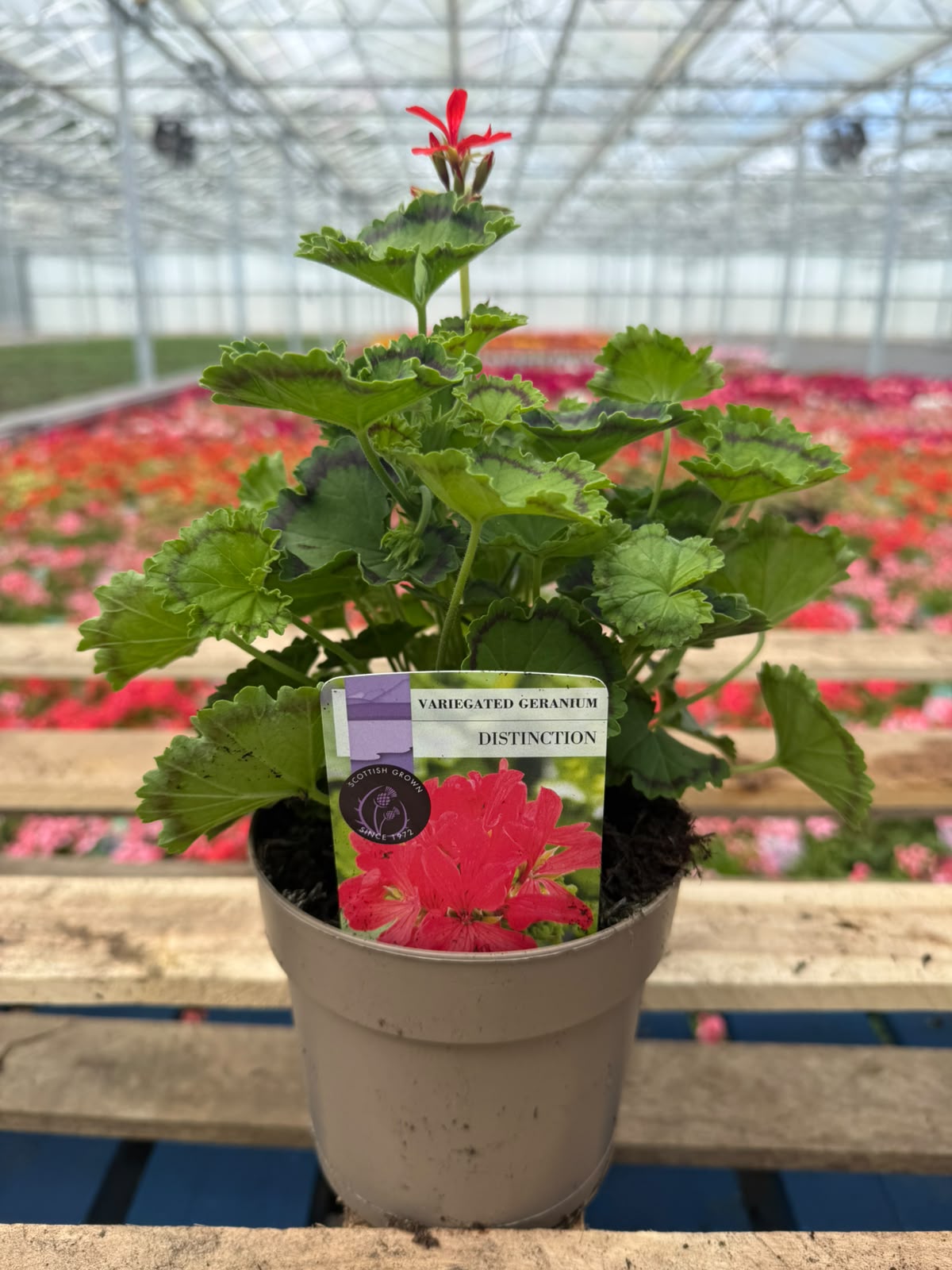 Picture of Geranium Variegated Distinction