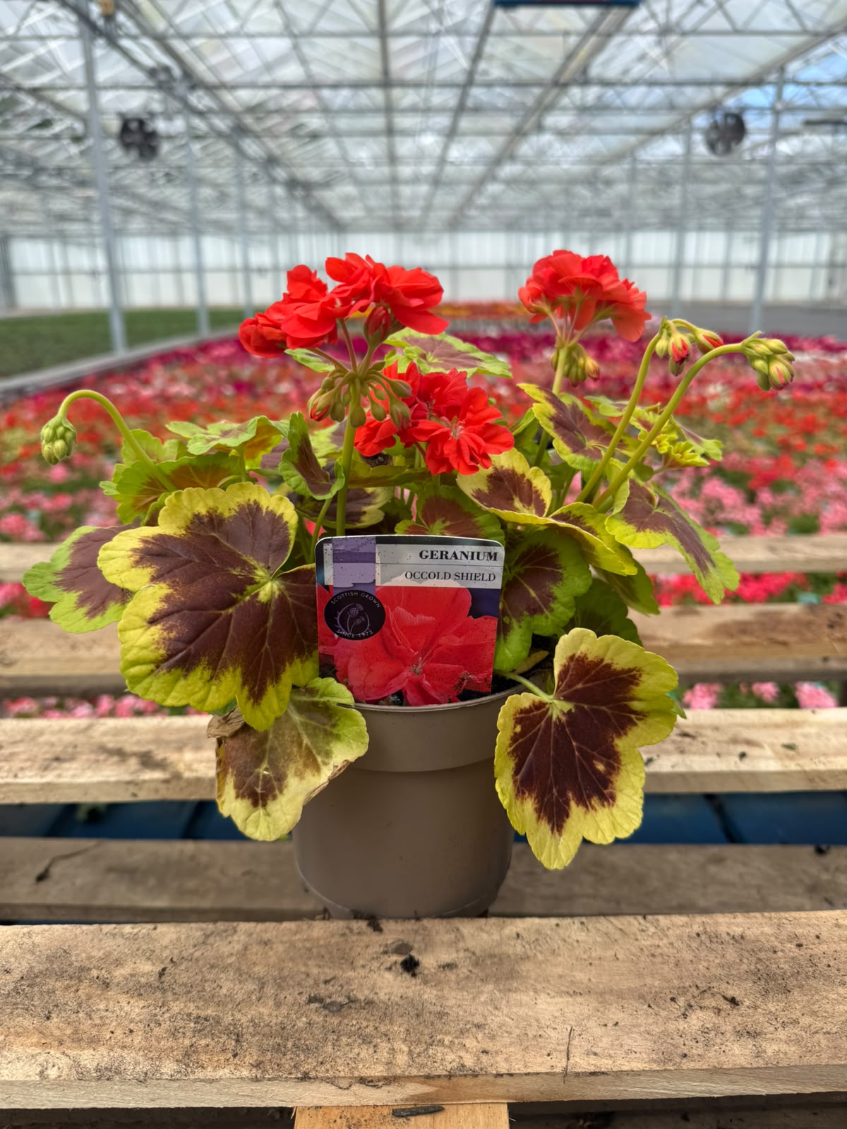 Picture of Geranium Variegated Occold Shield