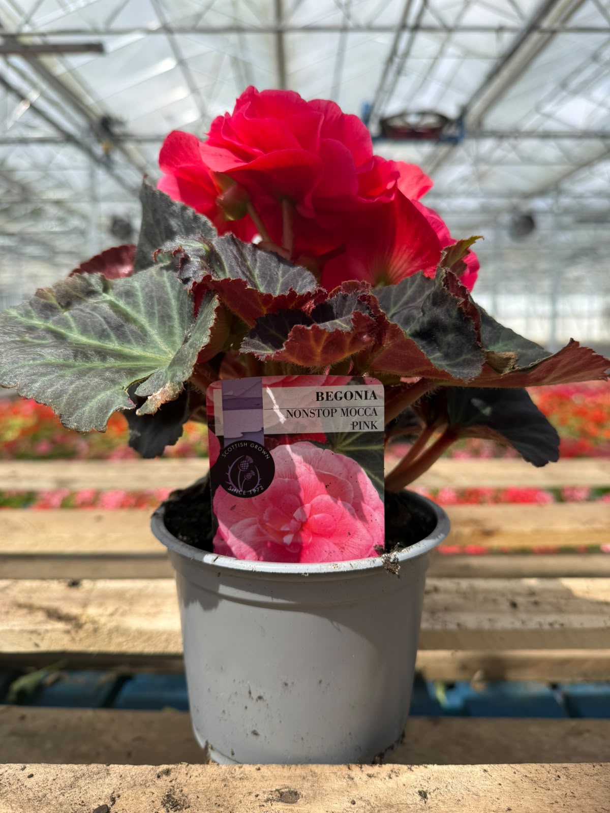 Picture of Begonia Mocca Bright Pink