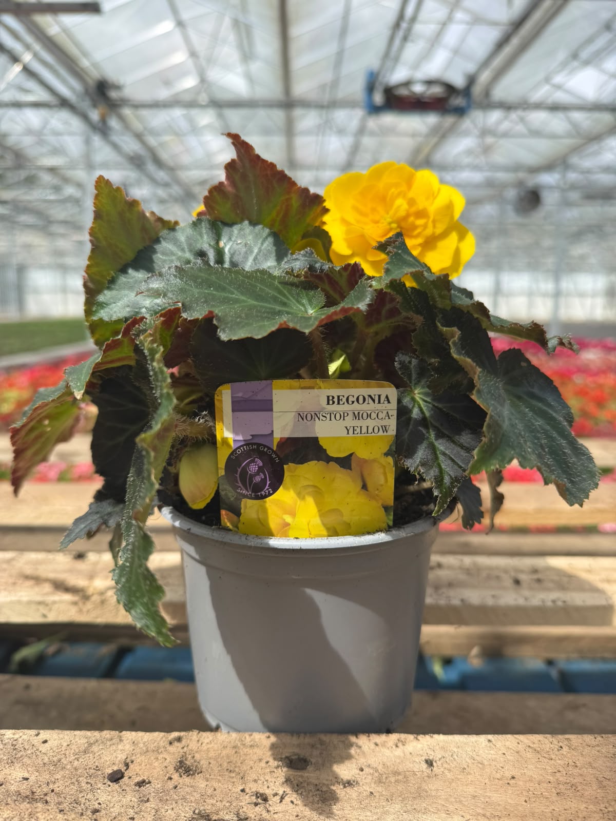 Picture of Begonia Mocca Bright Yellow