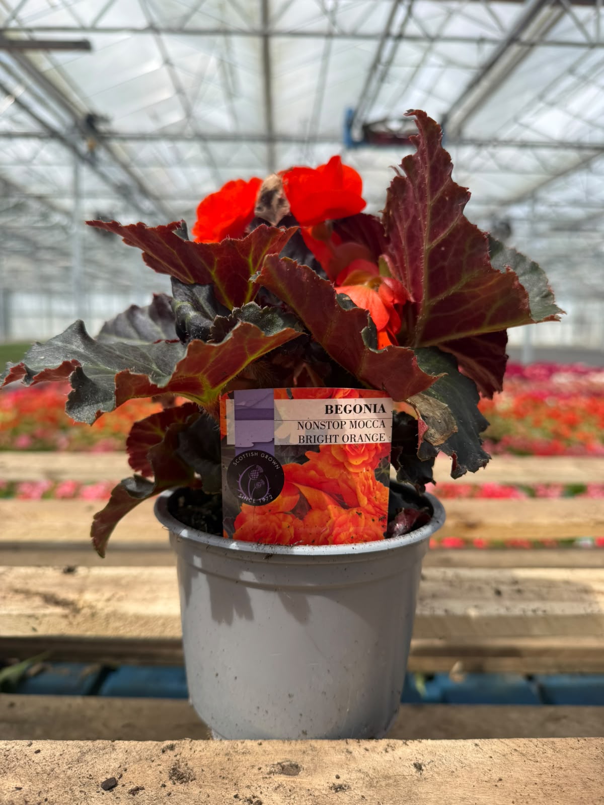 Picture of Begonia Mocca Bright Orange