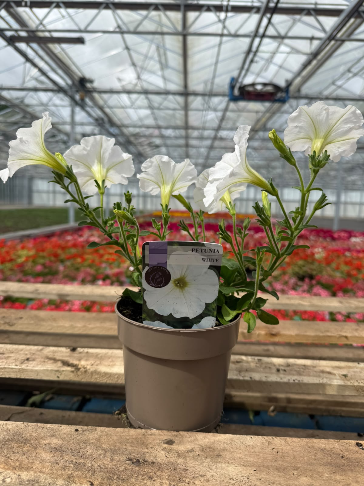 Picture of Petunia White