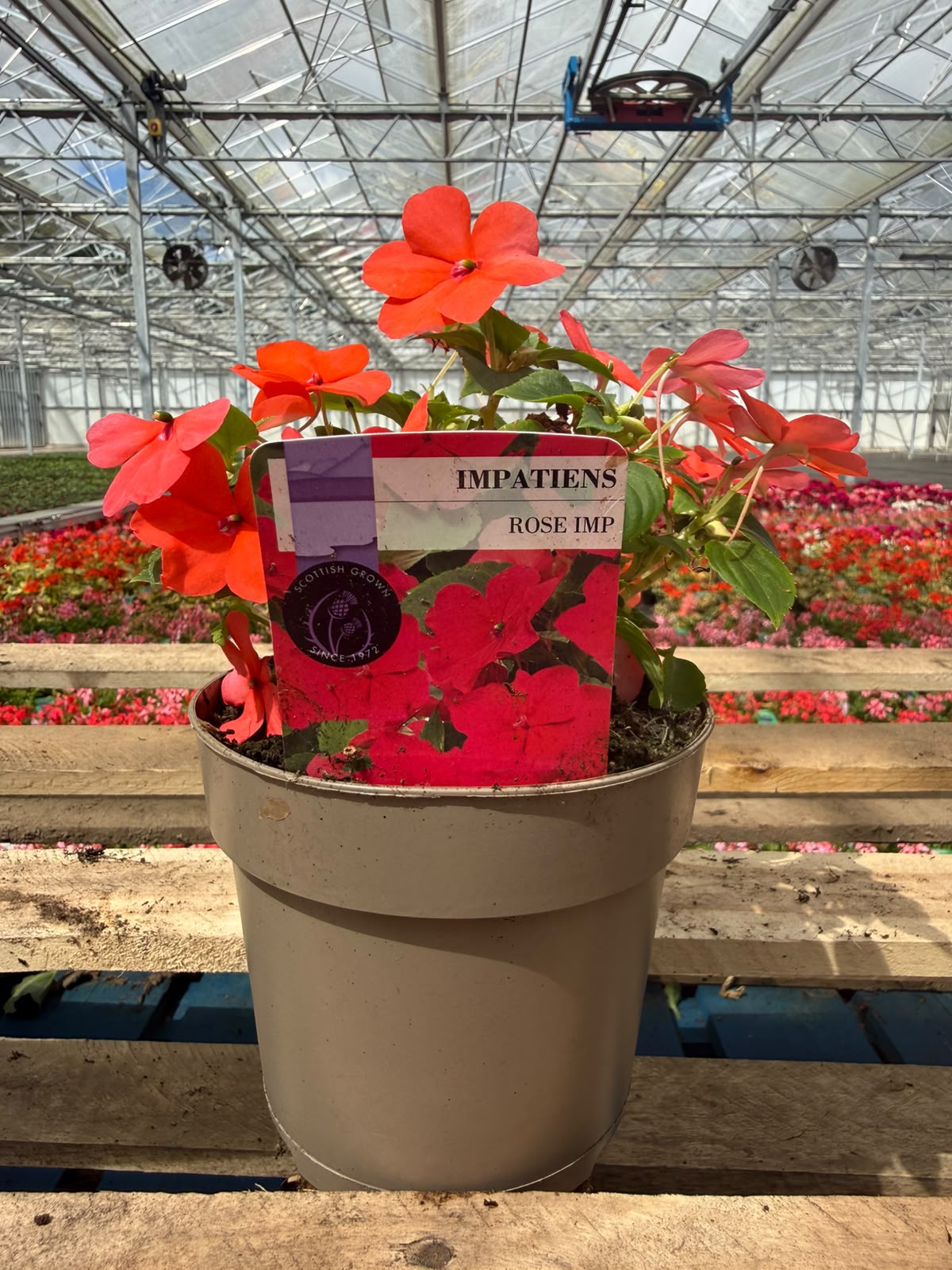 Picture of Impatiens Rose