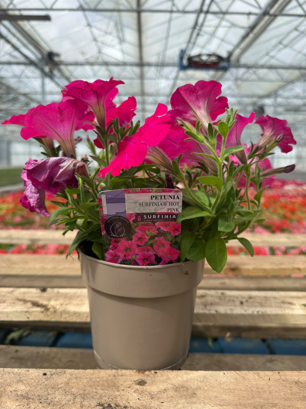 Picture of Petunia Pink