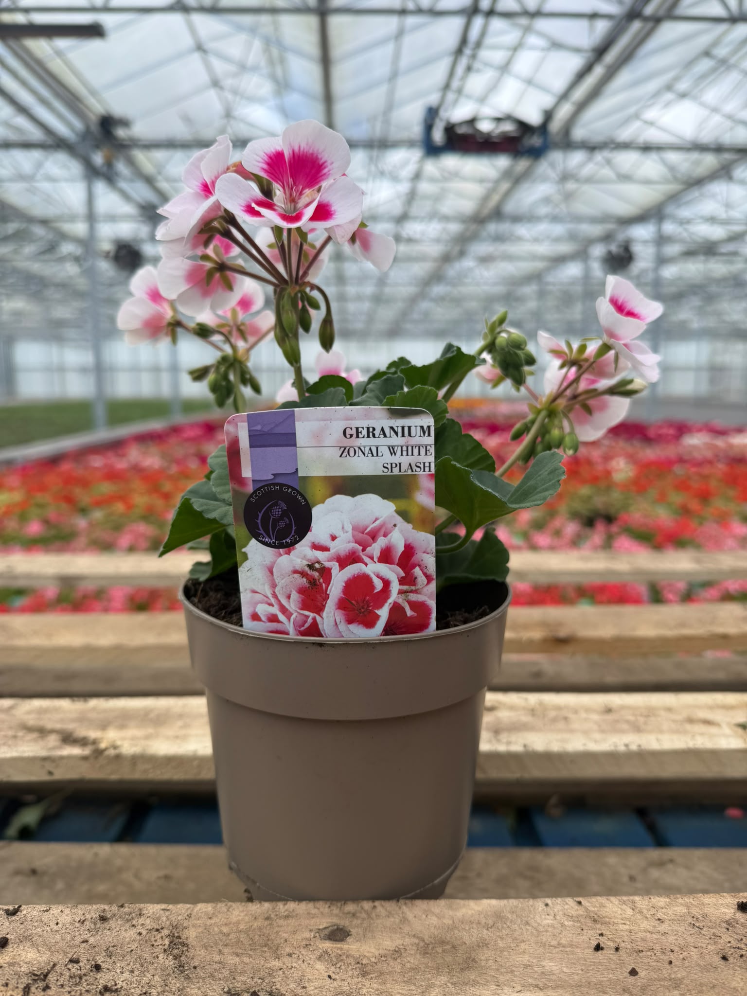 Picture of Geranium Zonal White Splash