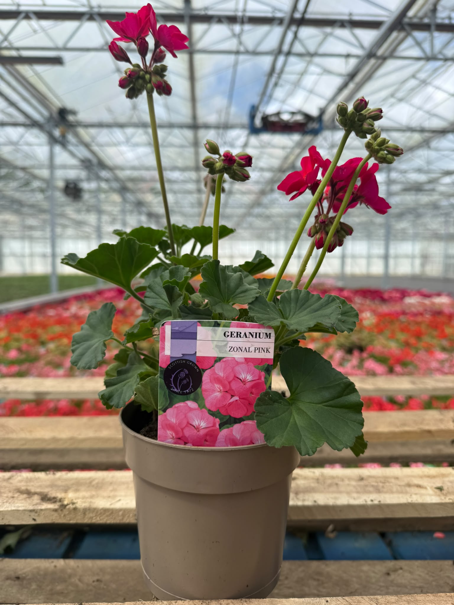 Picture of Geranium Zonal Hot Pink