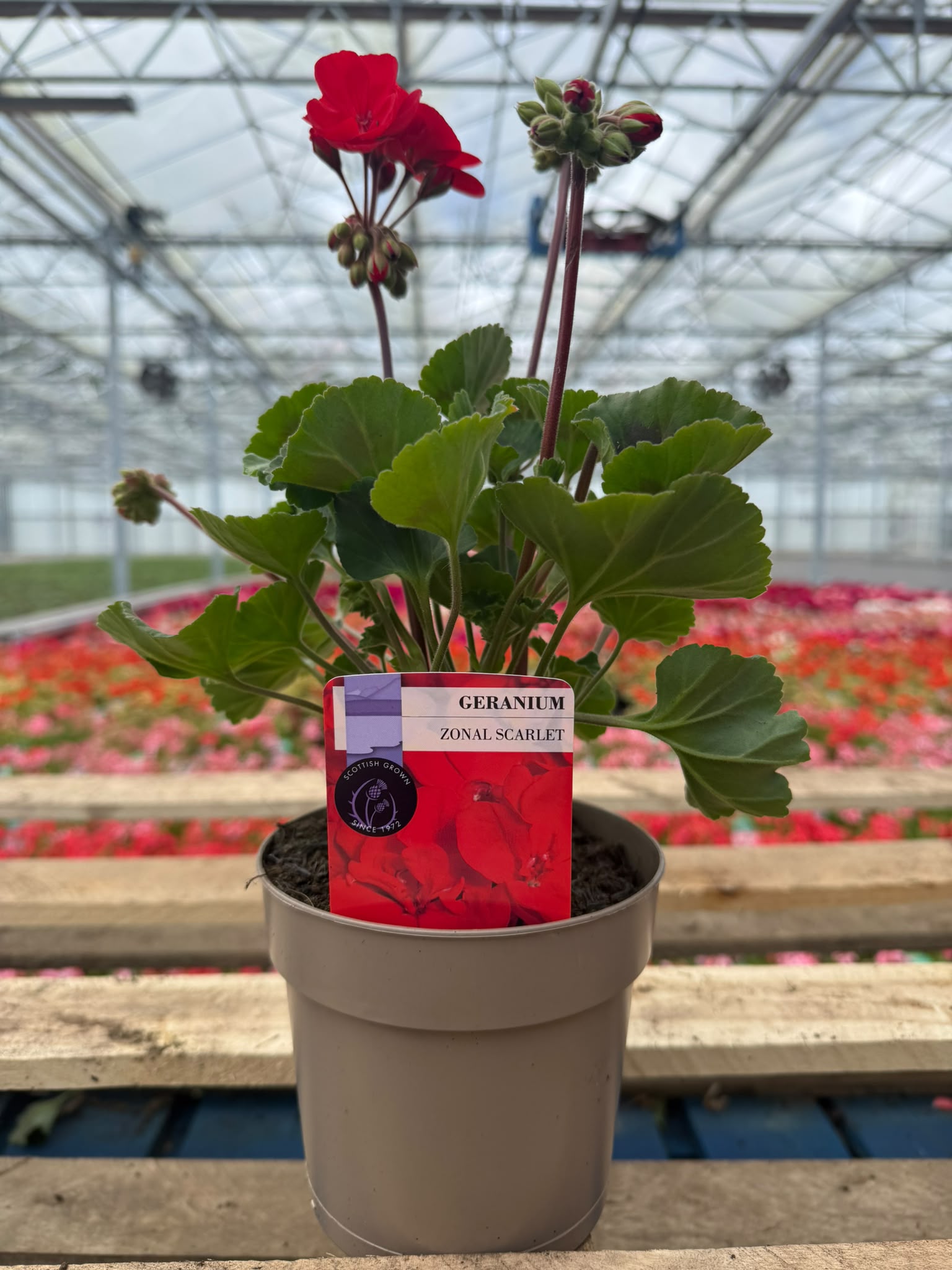Picture of Geranium Zonal Scarlet