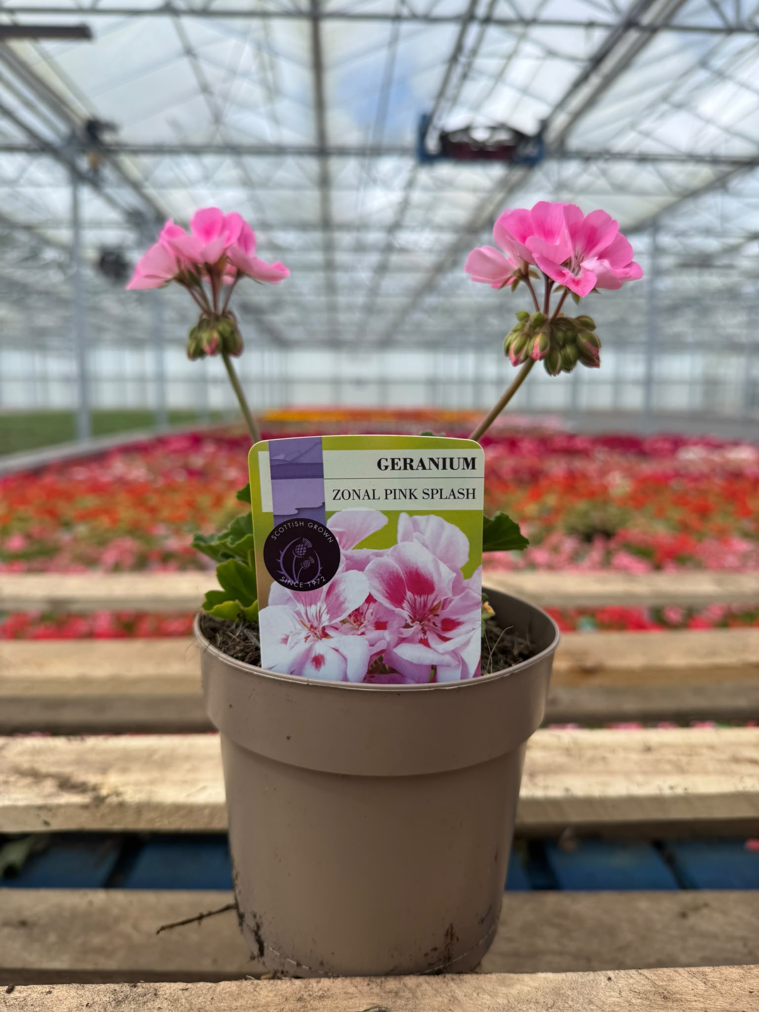 Picture of Geranium Zonal Pink Splash