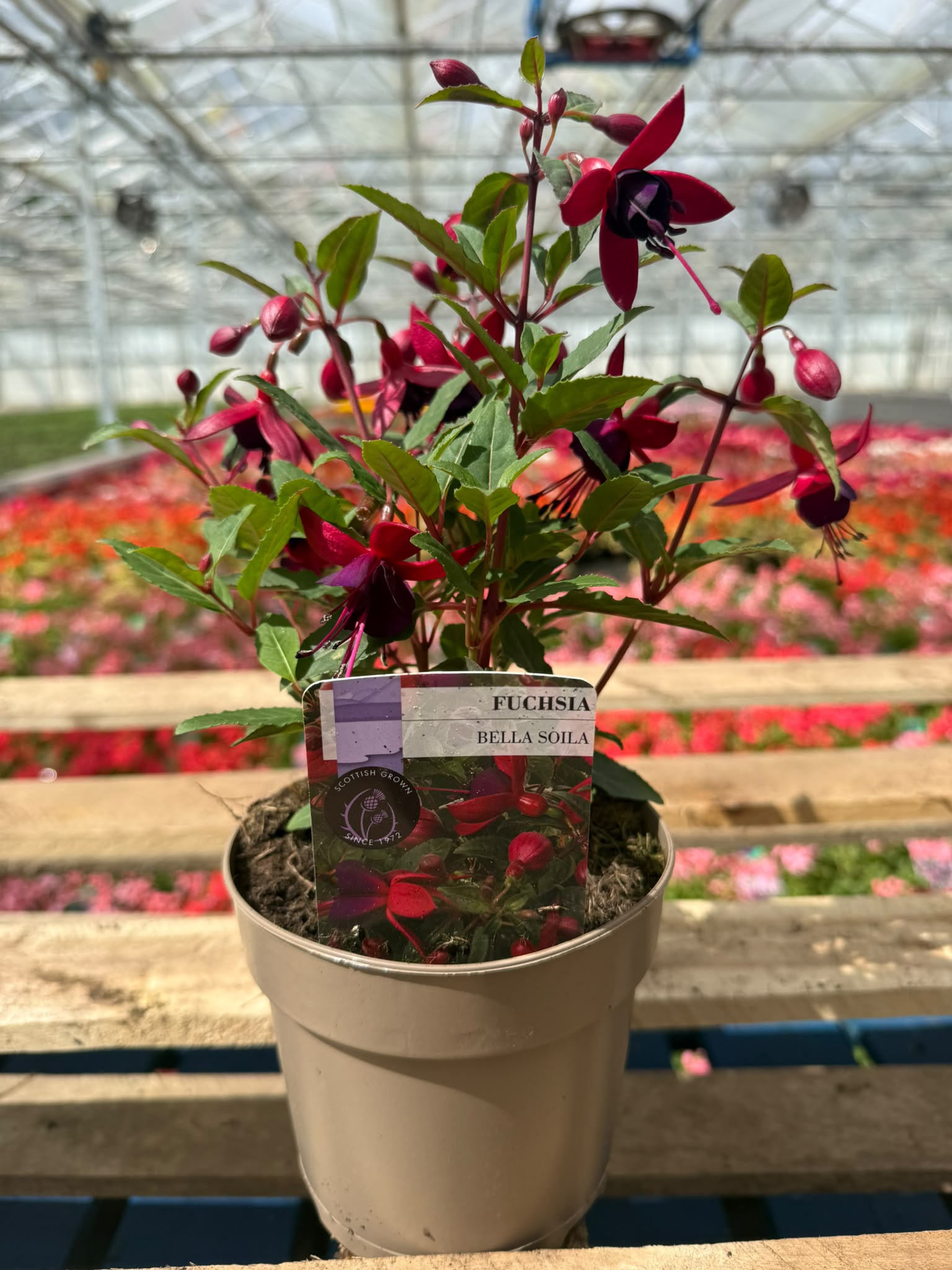 Picture of Fuchsia Bella Soila