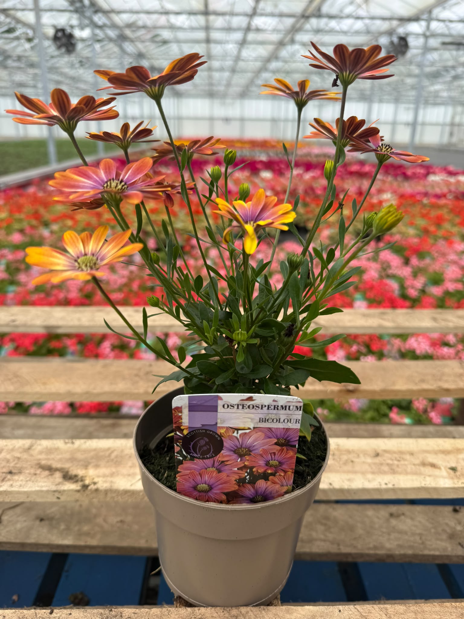 Picture of Osteospermum Bicolour