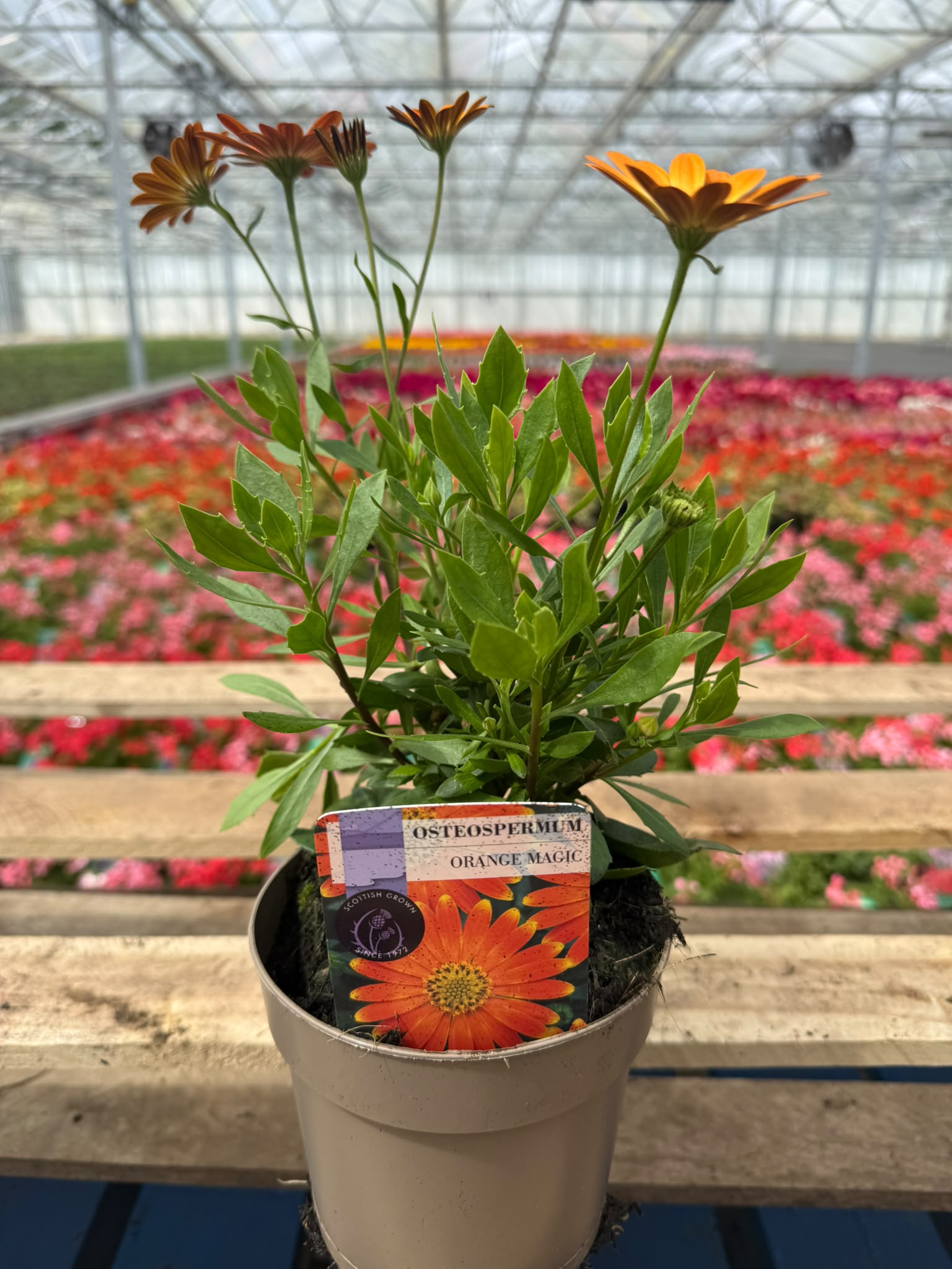 Picture of Osteospermum Orange