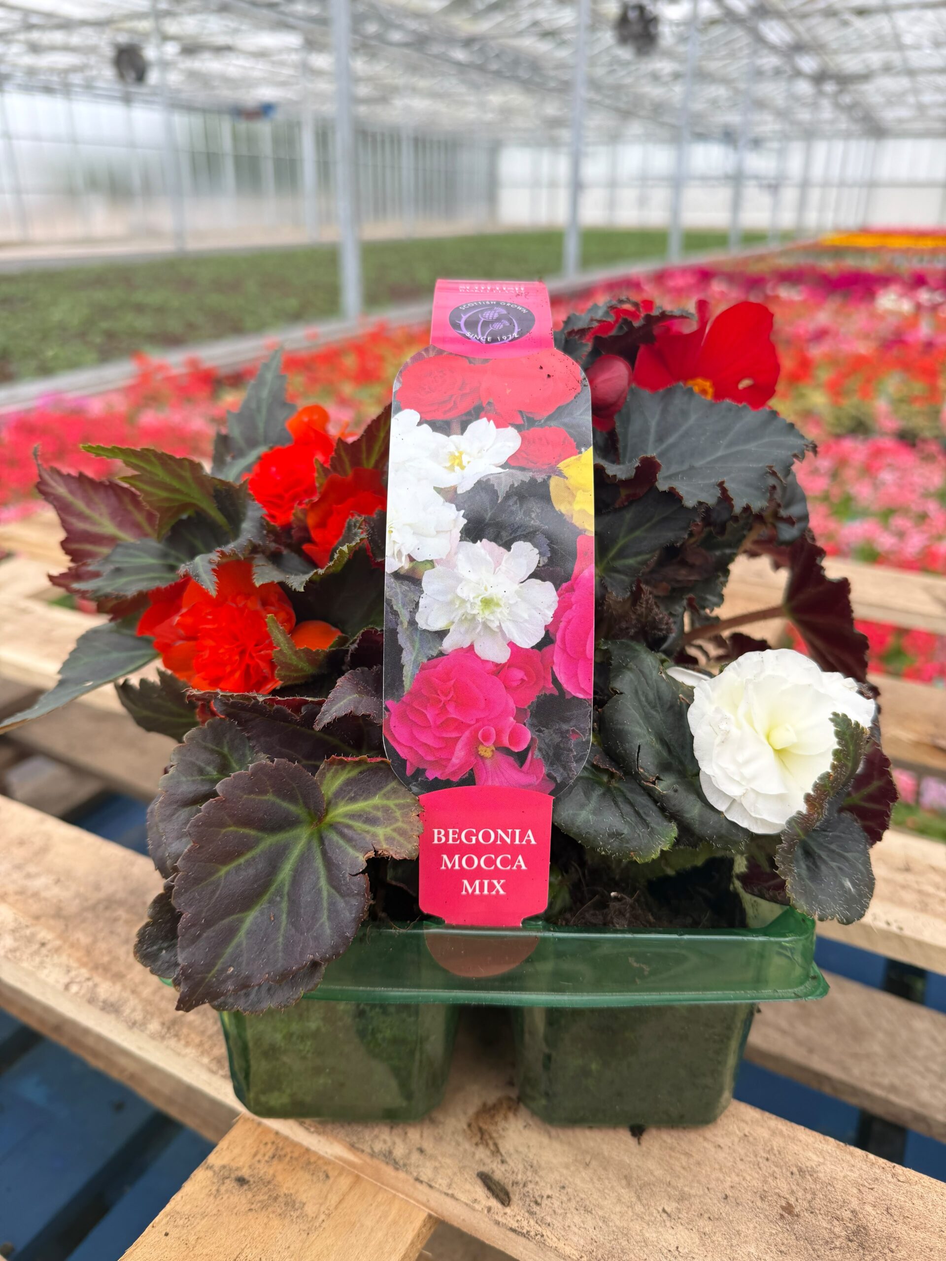 Picture of Begonia Mocca Mix