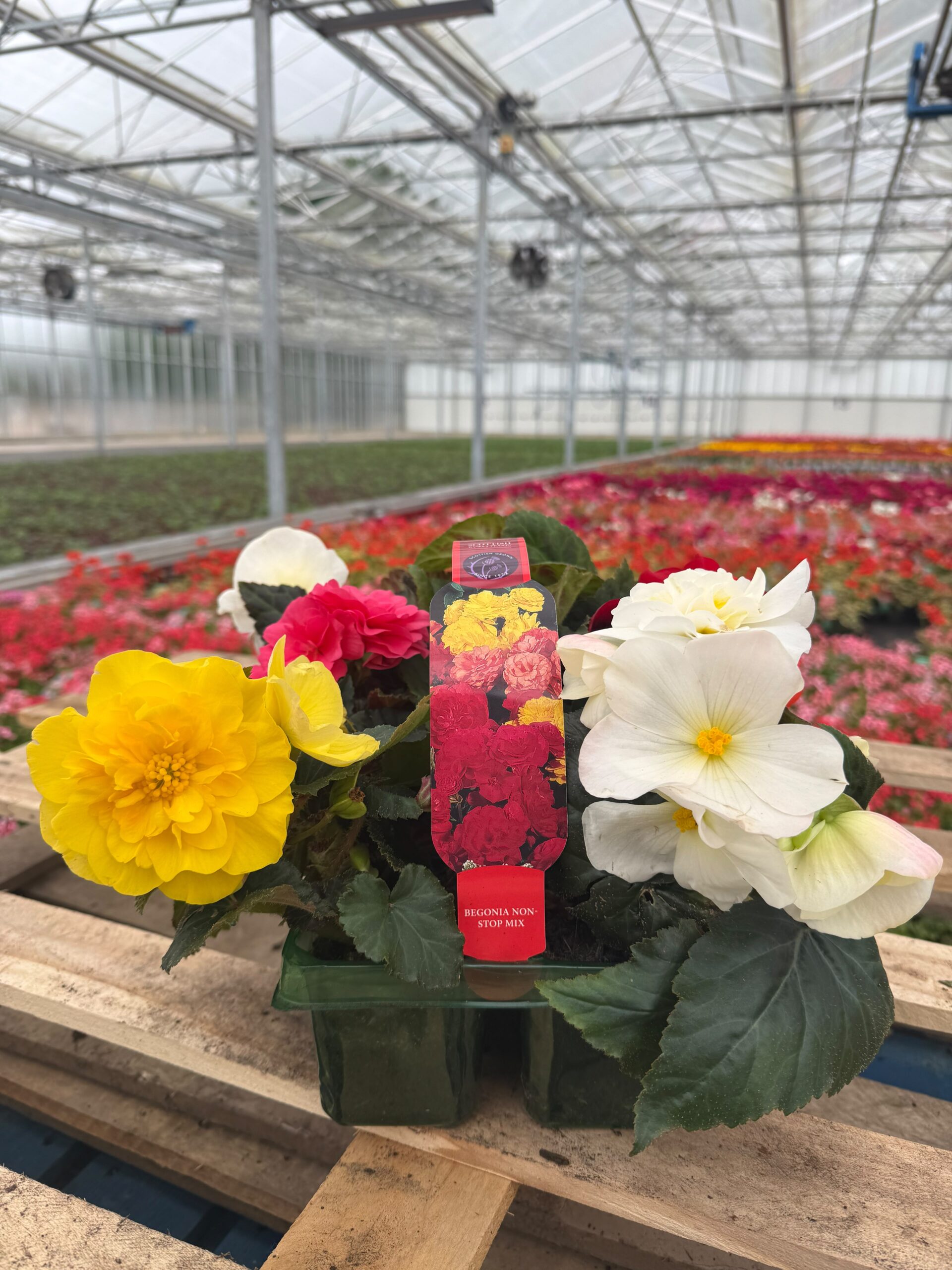 Picture of Begonia Nonstop Mix