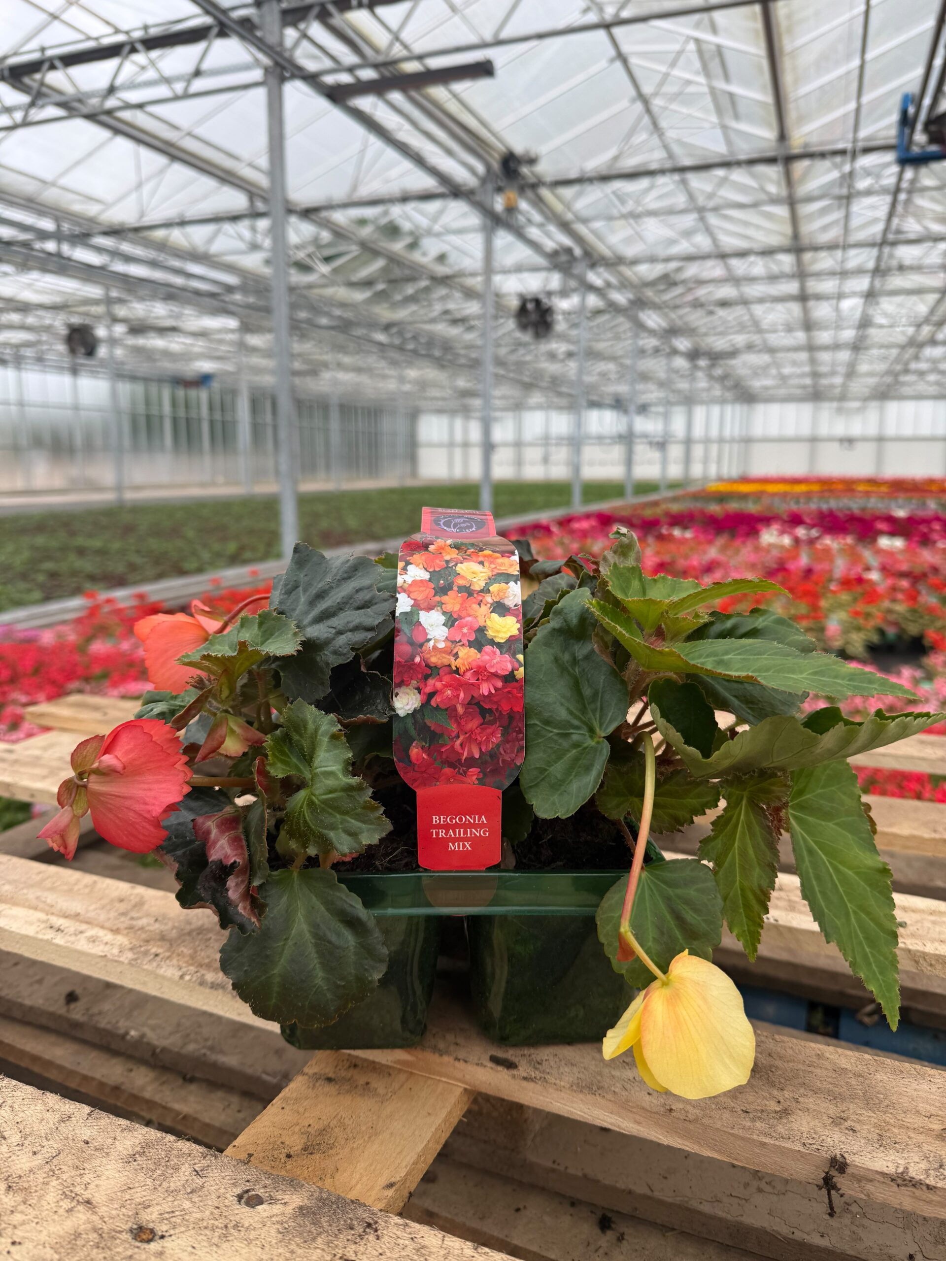 Picture of Begonia Trailing Mix