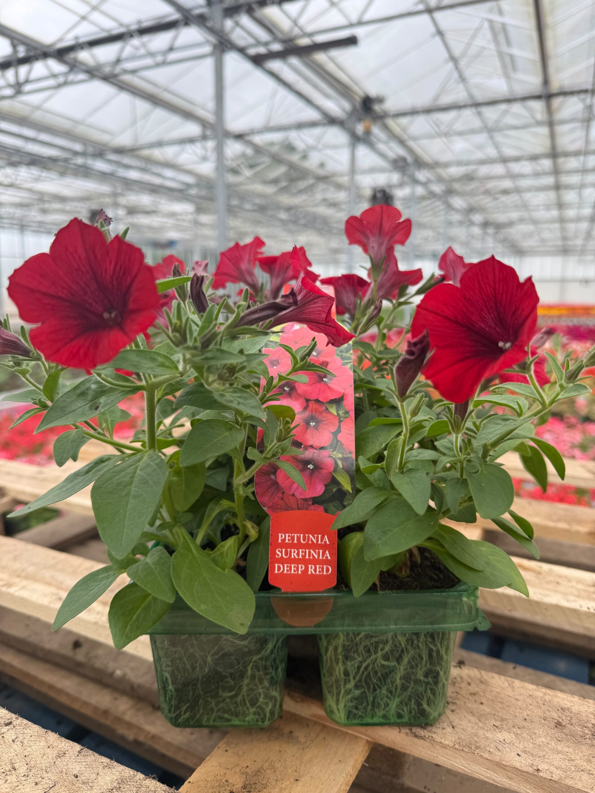 Picture of Petunia Deep Red