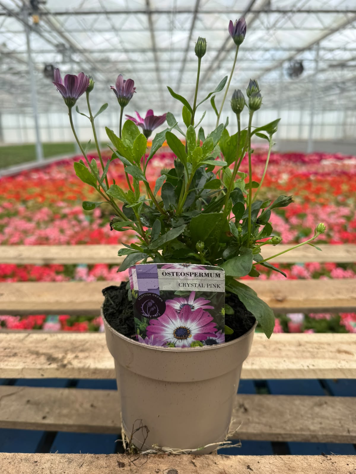 Picture of Osteospermum Pink