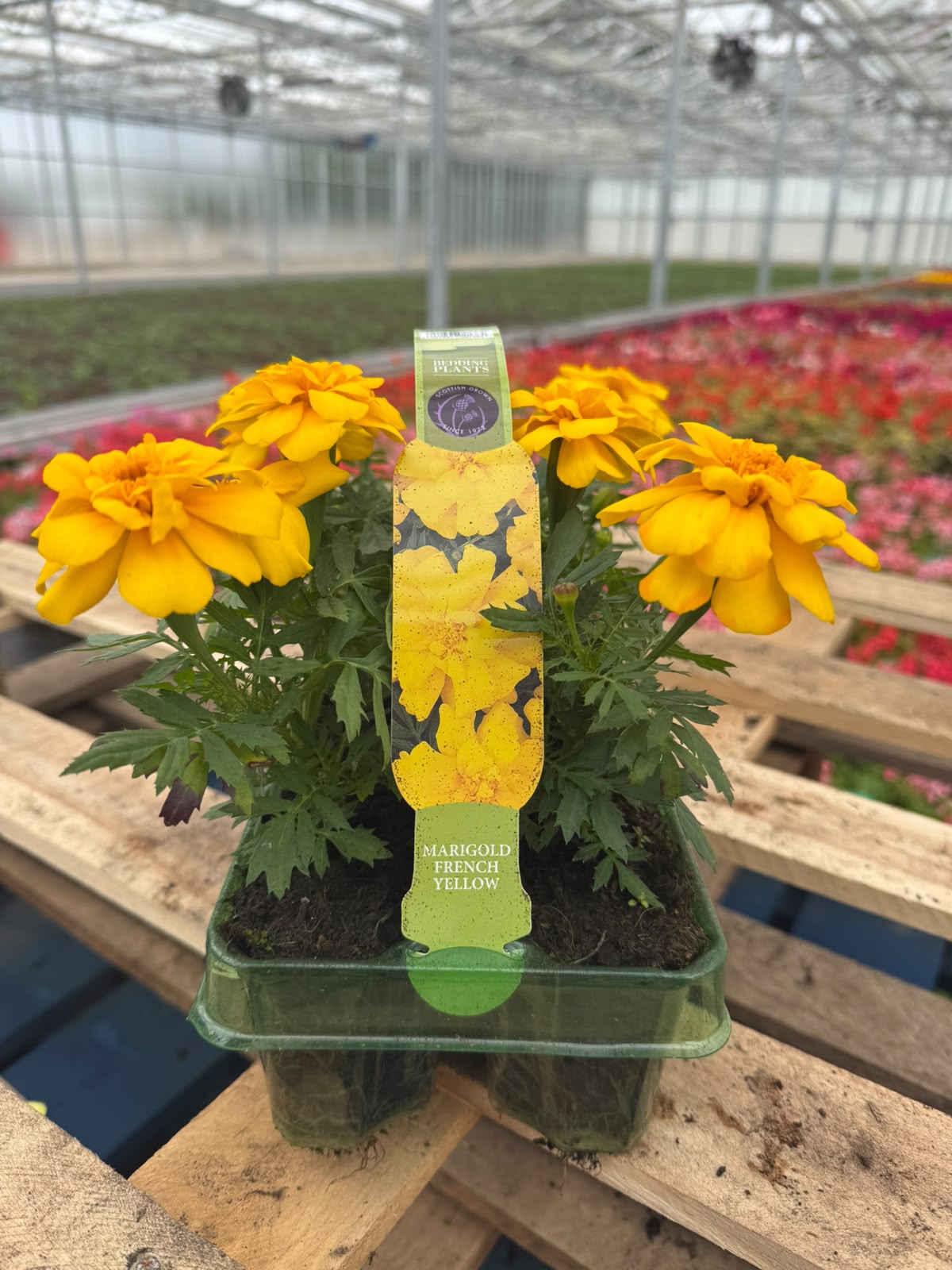 Picture of Marigold French Yellow