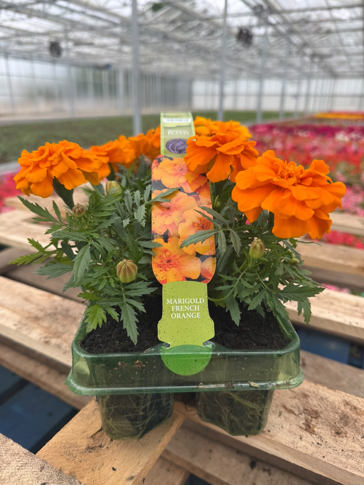 Picture of Marigold French Orange
