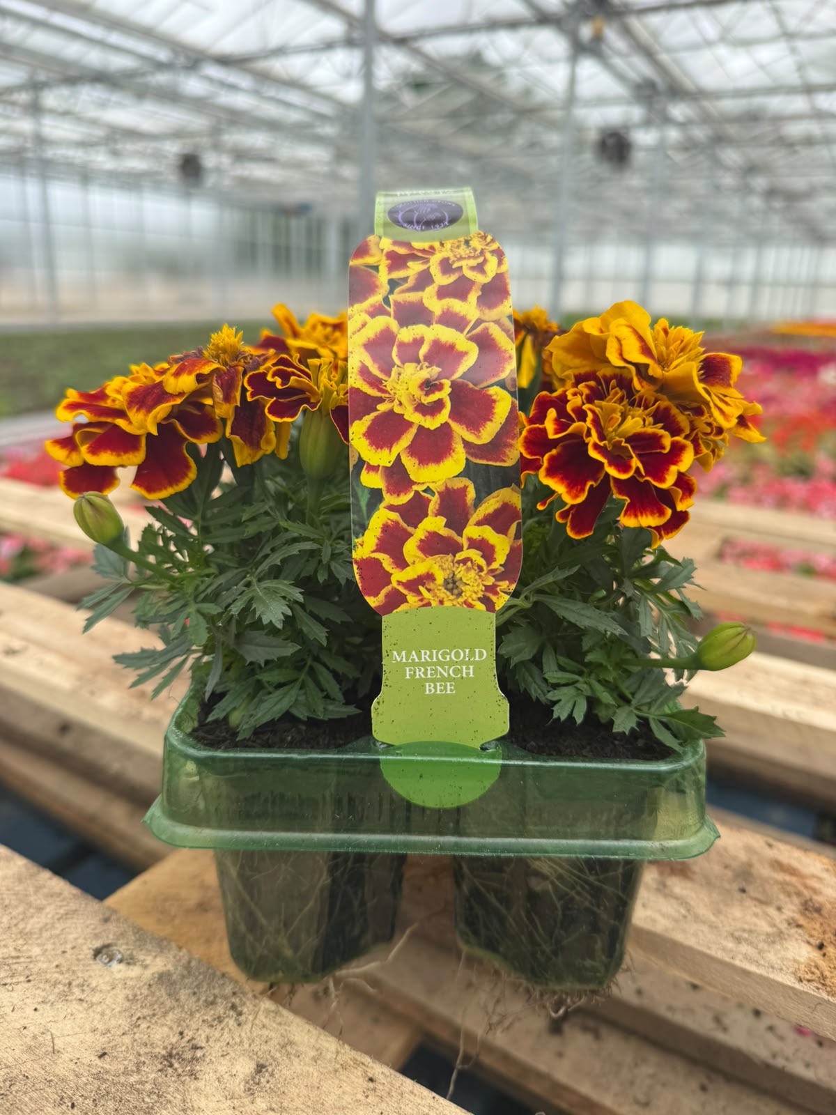 Picture of Marigold French Bee
