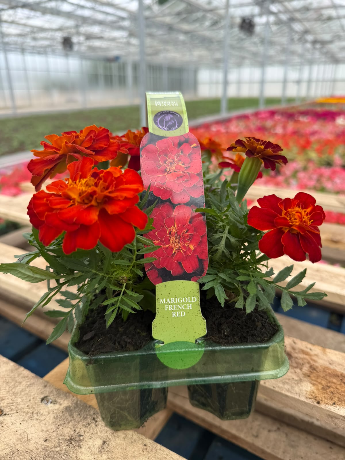 Picture of Marigold French Red