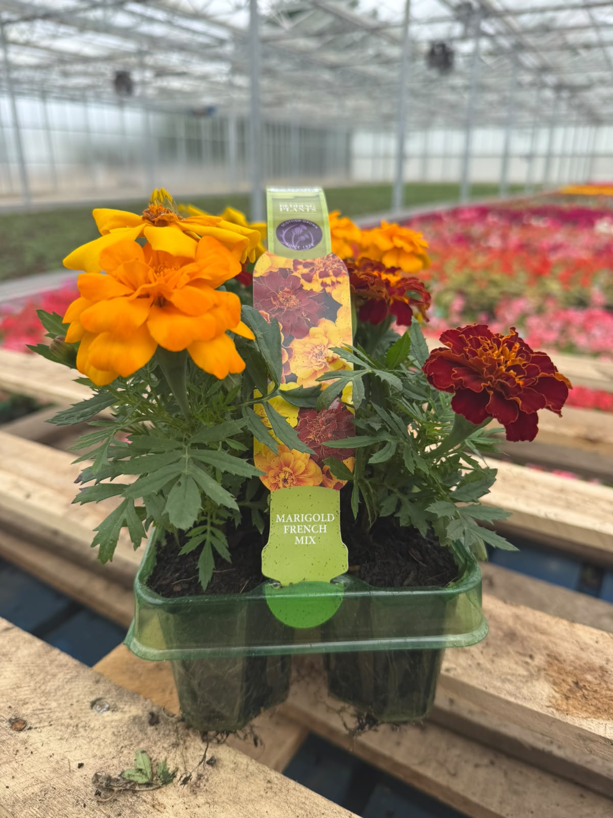 Picture of Marigold French Mix