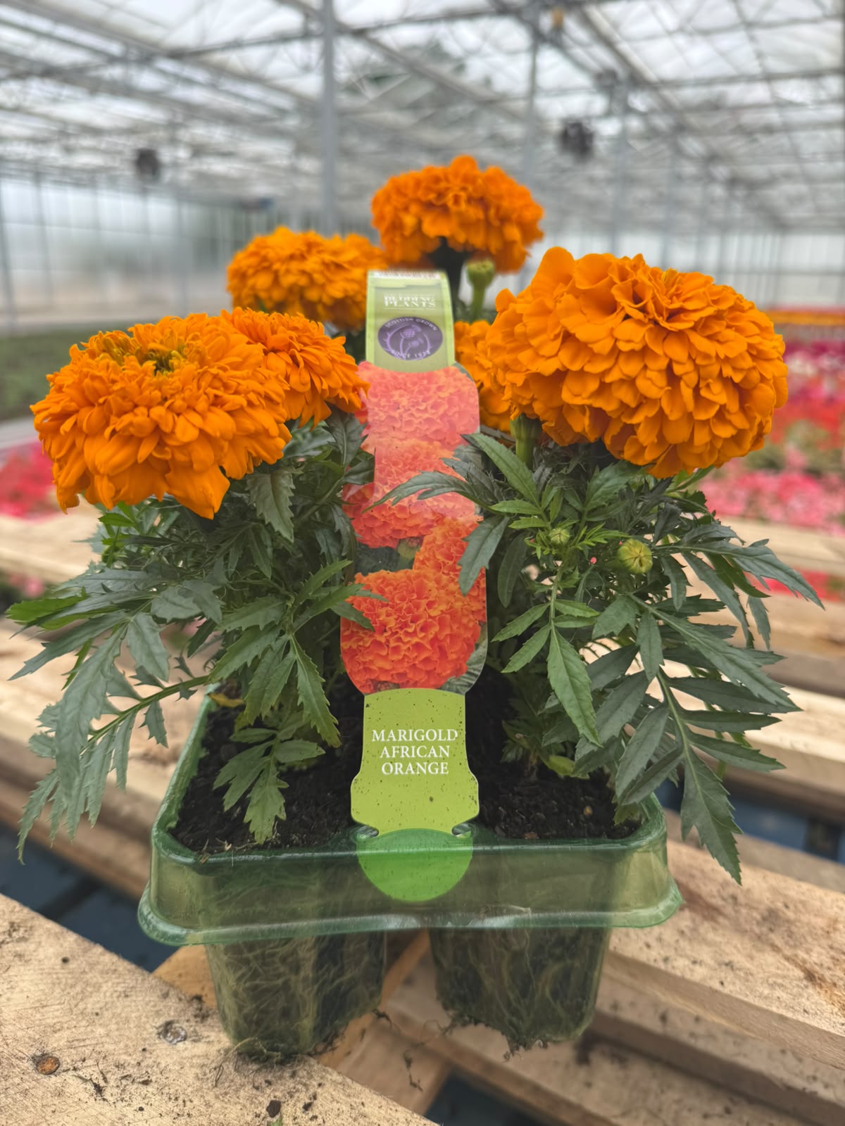 Picture of Marigold African Orange
