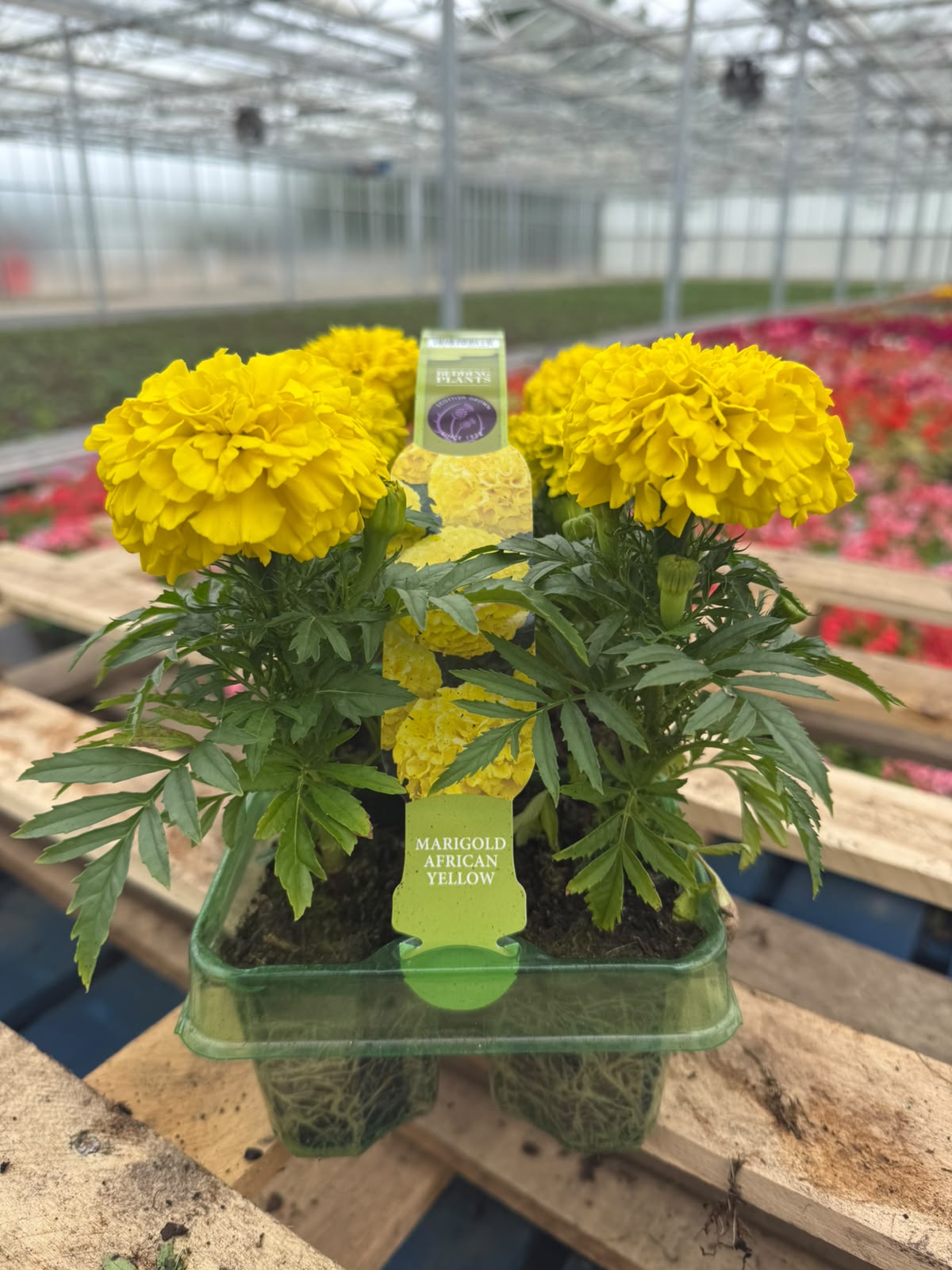 Picture of Marigold African Yellow