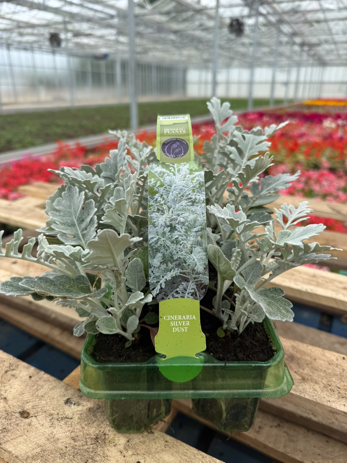 Picture of Cineraria Silver Dust