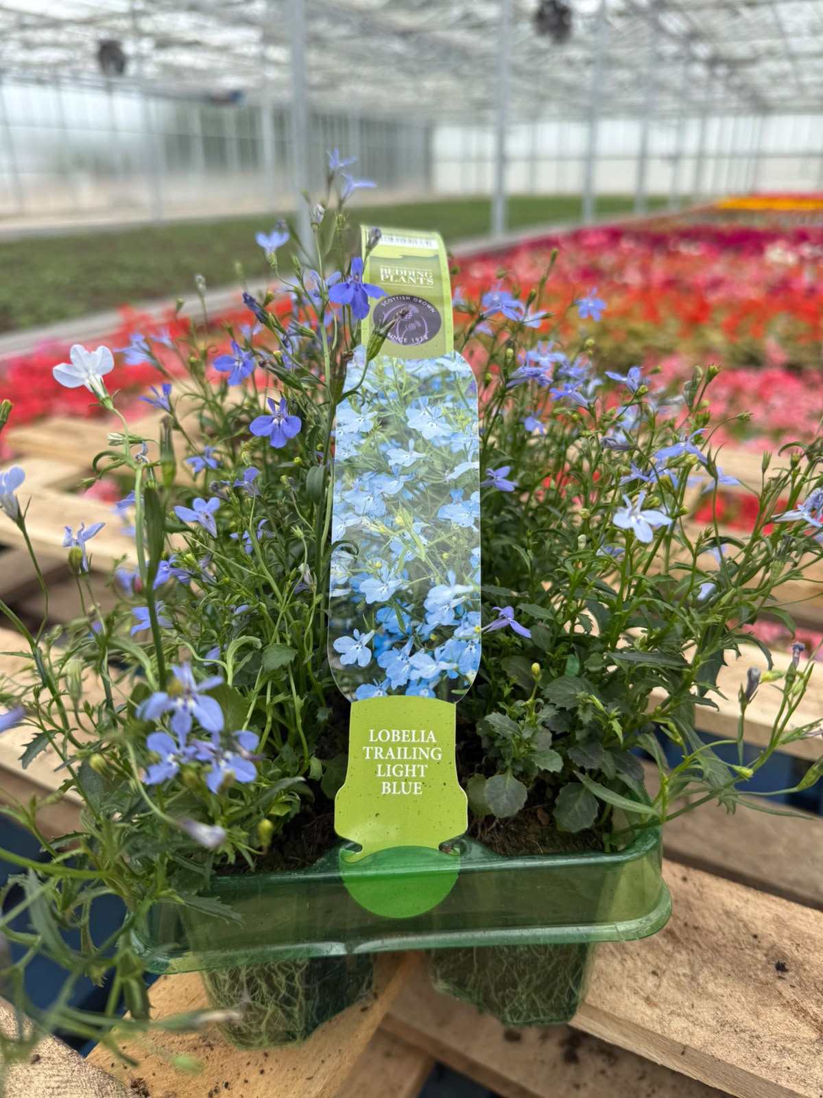 Picture of Lobelia Trailing Light Blue