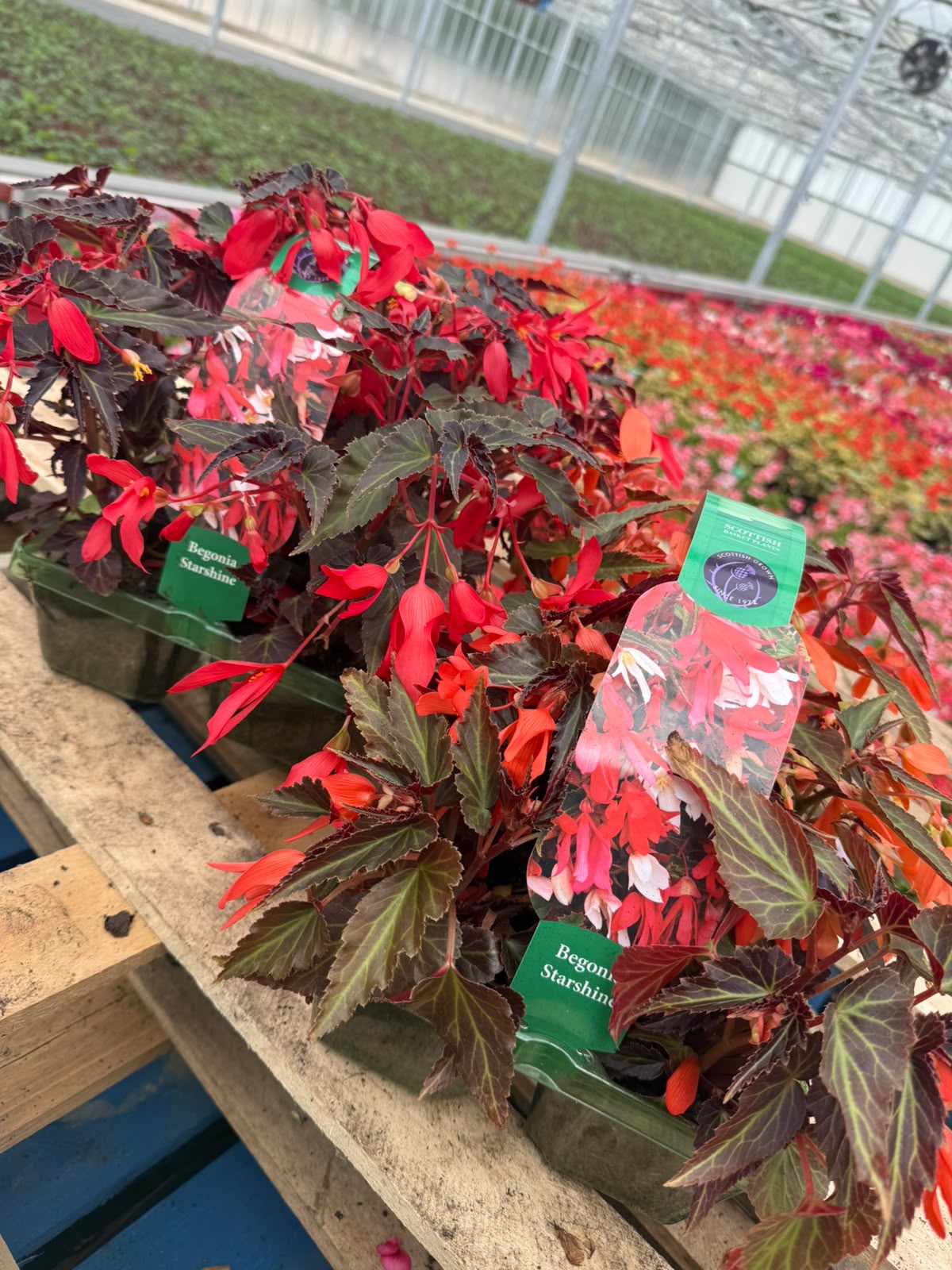 Picture of Begonia Starshine Colours