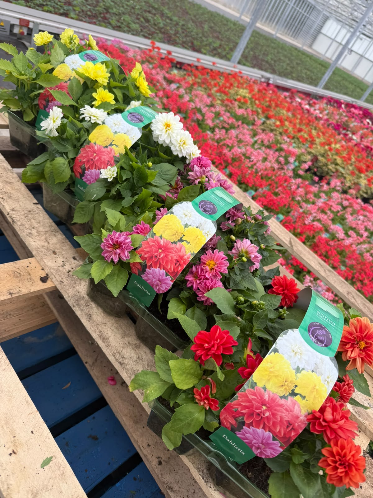 Picture of Dahlietta Colours