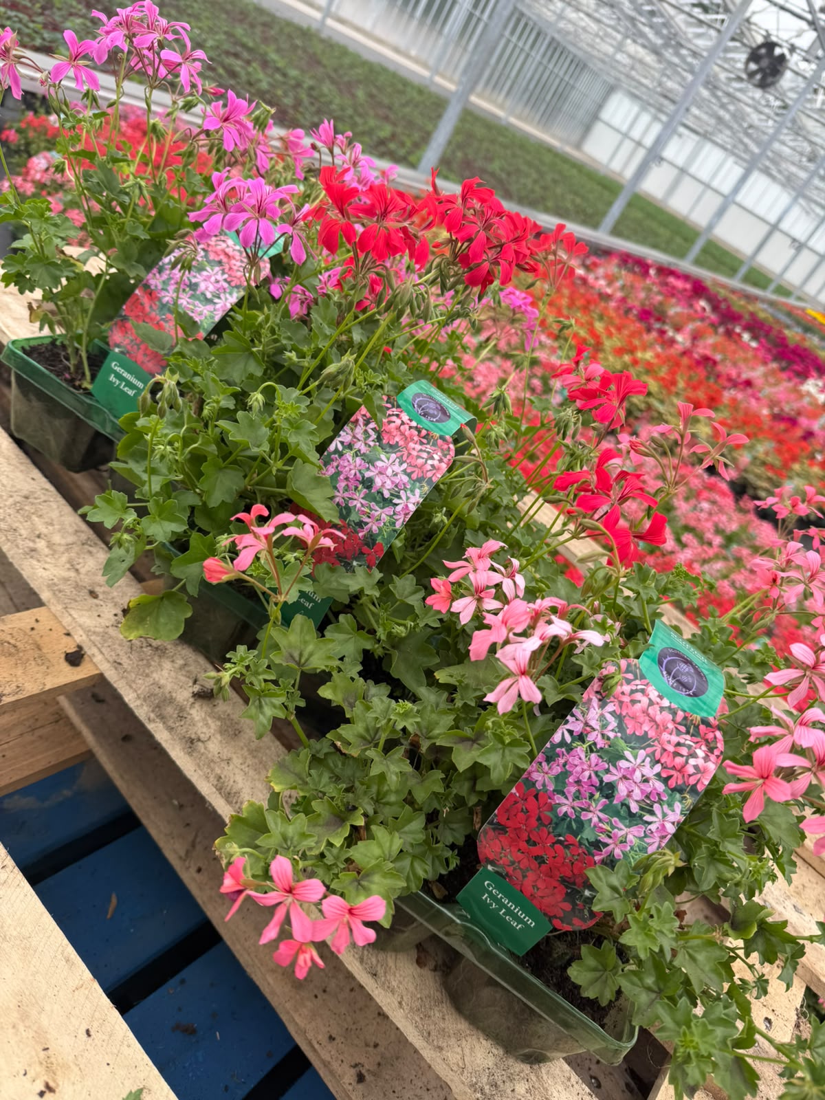 Picture of Geranium Ivyleaf Colours