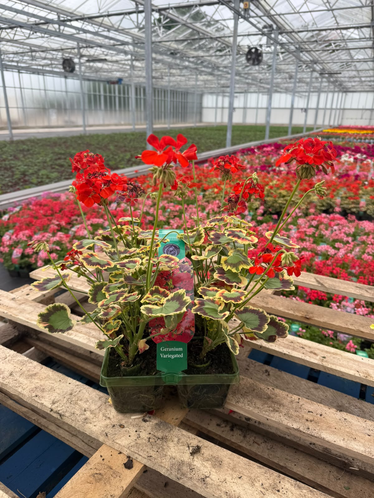 Picture of Geranium Variegated Contrast