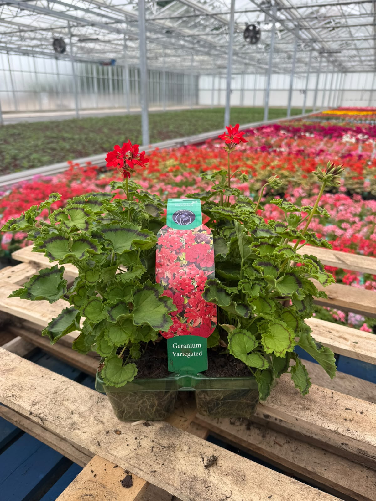 Picture of Geranium Variegated Distinction
